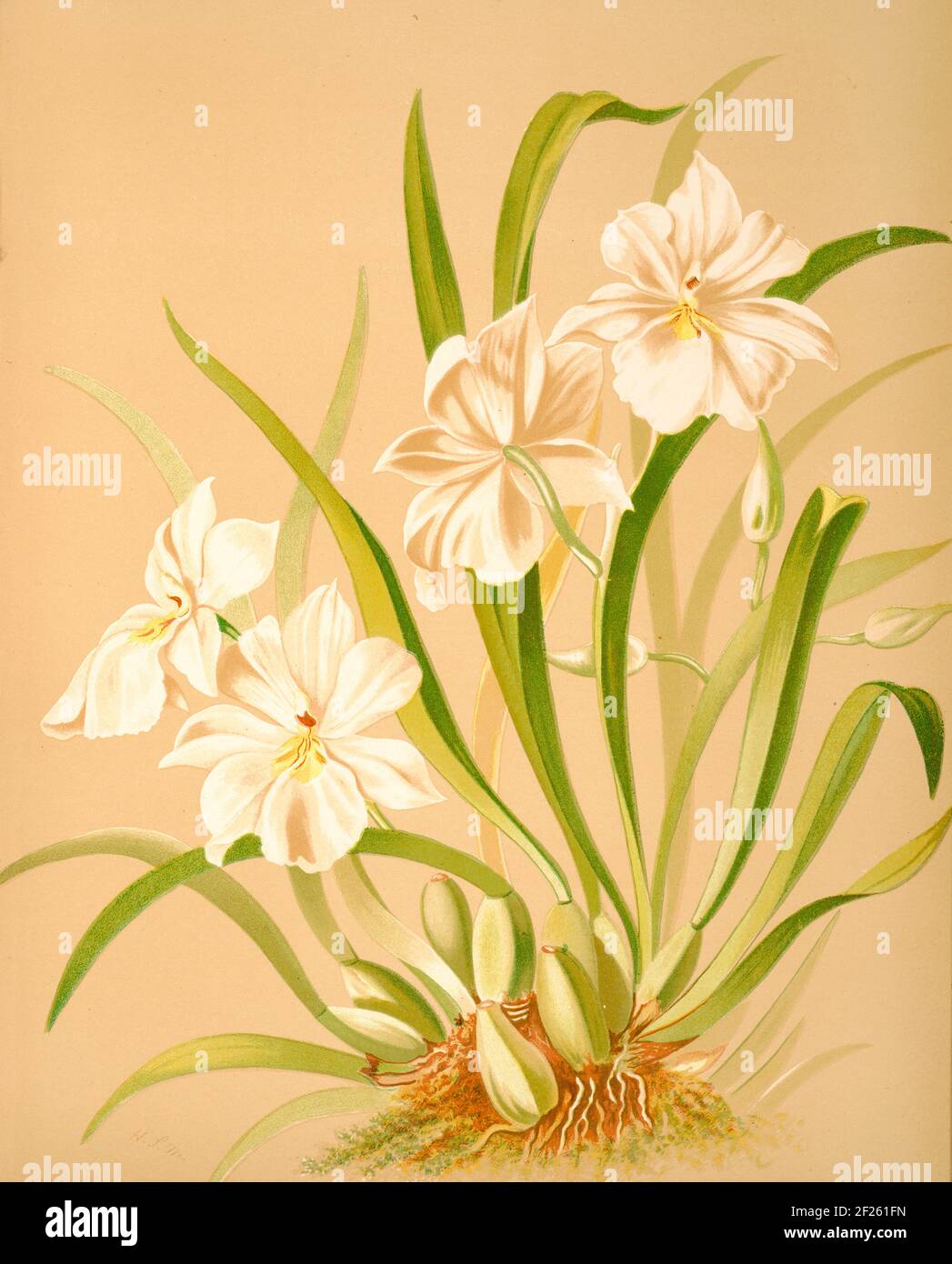 Harriet Stewart Miner's botanical vintage illustration from Orchids - The Royal Family of Plants from 1885 - Odontoglossum roezlii album Stock Photo
