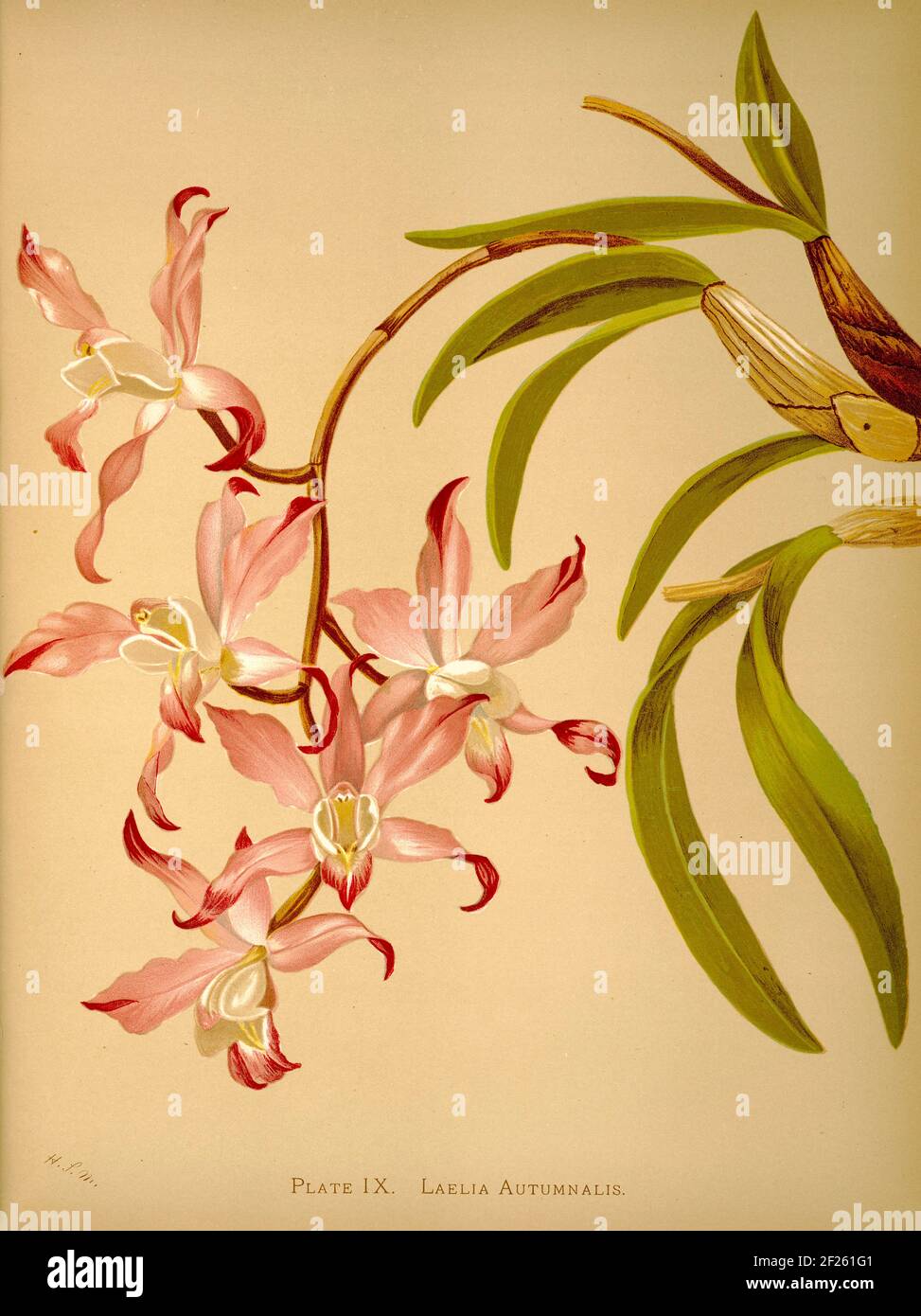 Harriet Stewart Miner's botanical vintage illustration from Orchids - The Royal Family of Plants from 1885 - Laelia autumnalis Stock Photo