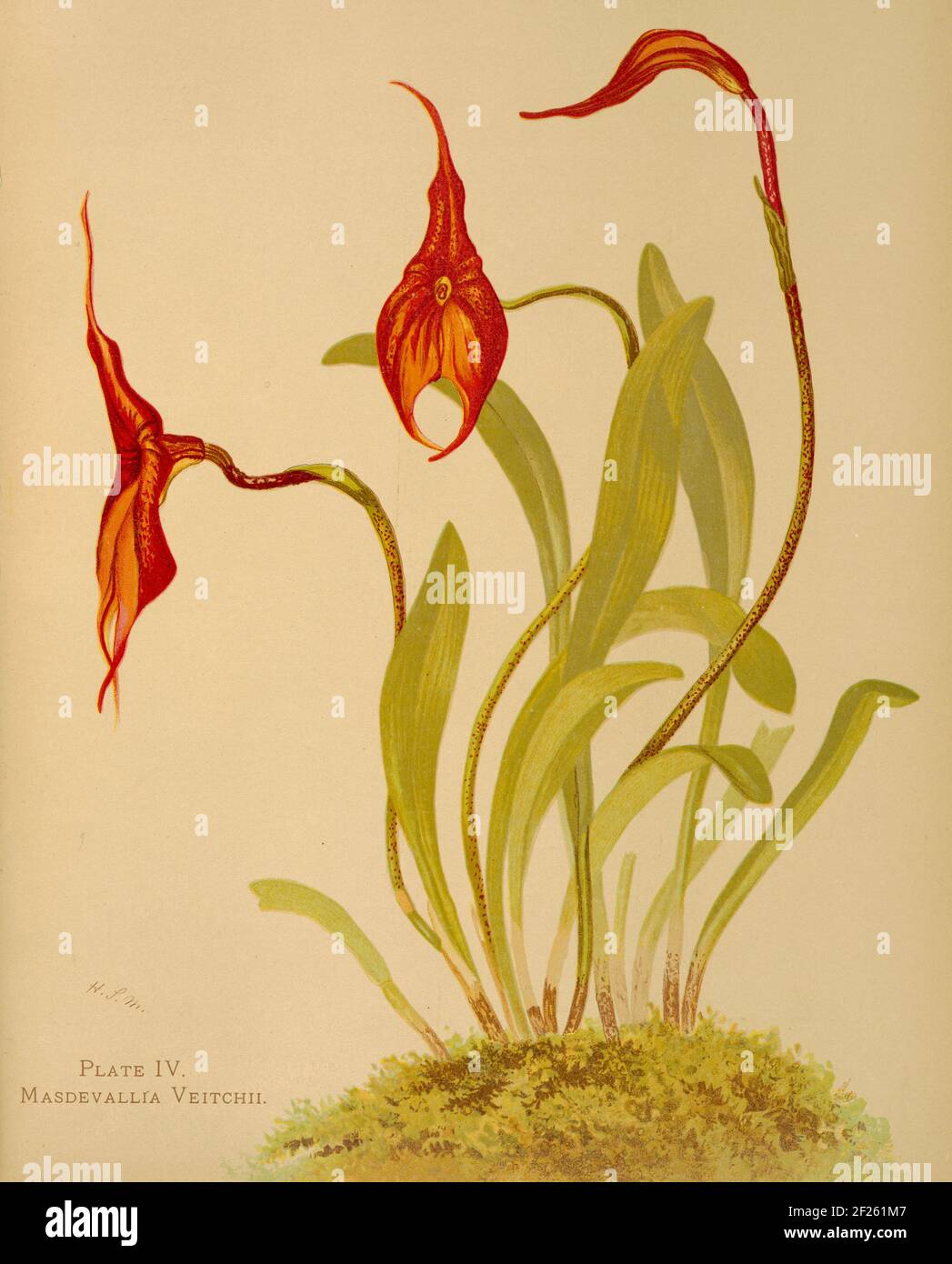 Harriet Stewart Miner's botanical illustration from Orchids - The Royal Family of Plants from 1885 - Masdevallia veitchii Stock Photo