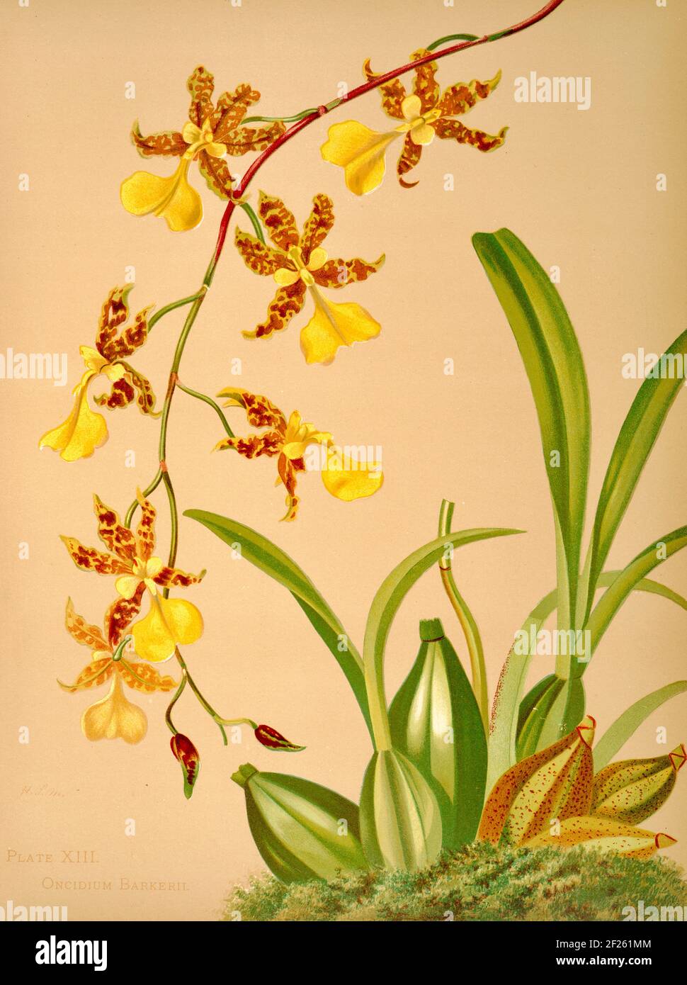 Harriet Stewart Miner's botanical vintage illustration from Orchids - The Royal Family of Plants from 1885 - Oncidium barkerii Stock Photo