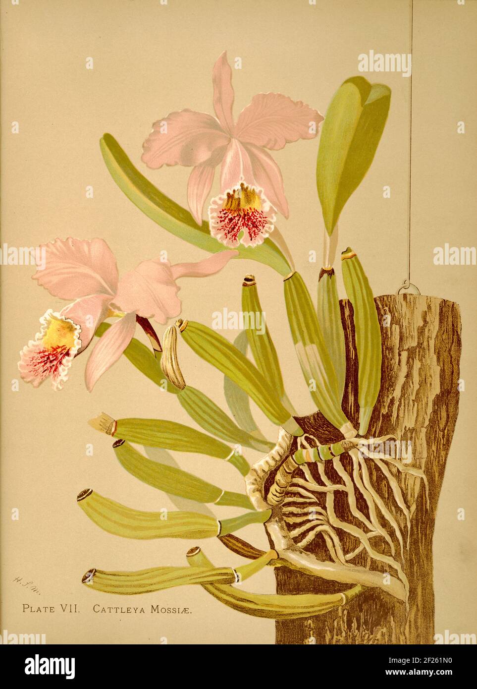 Harriet Stewart Miner's botanical vintage illustration from Orchids - The  Royal Family of Plants from 1885 - Cattleya mossiae Stock Photo - Alamy