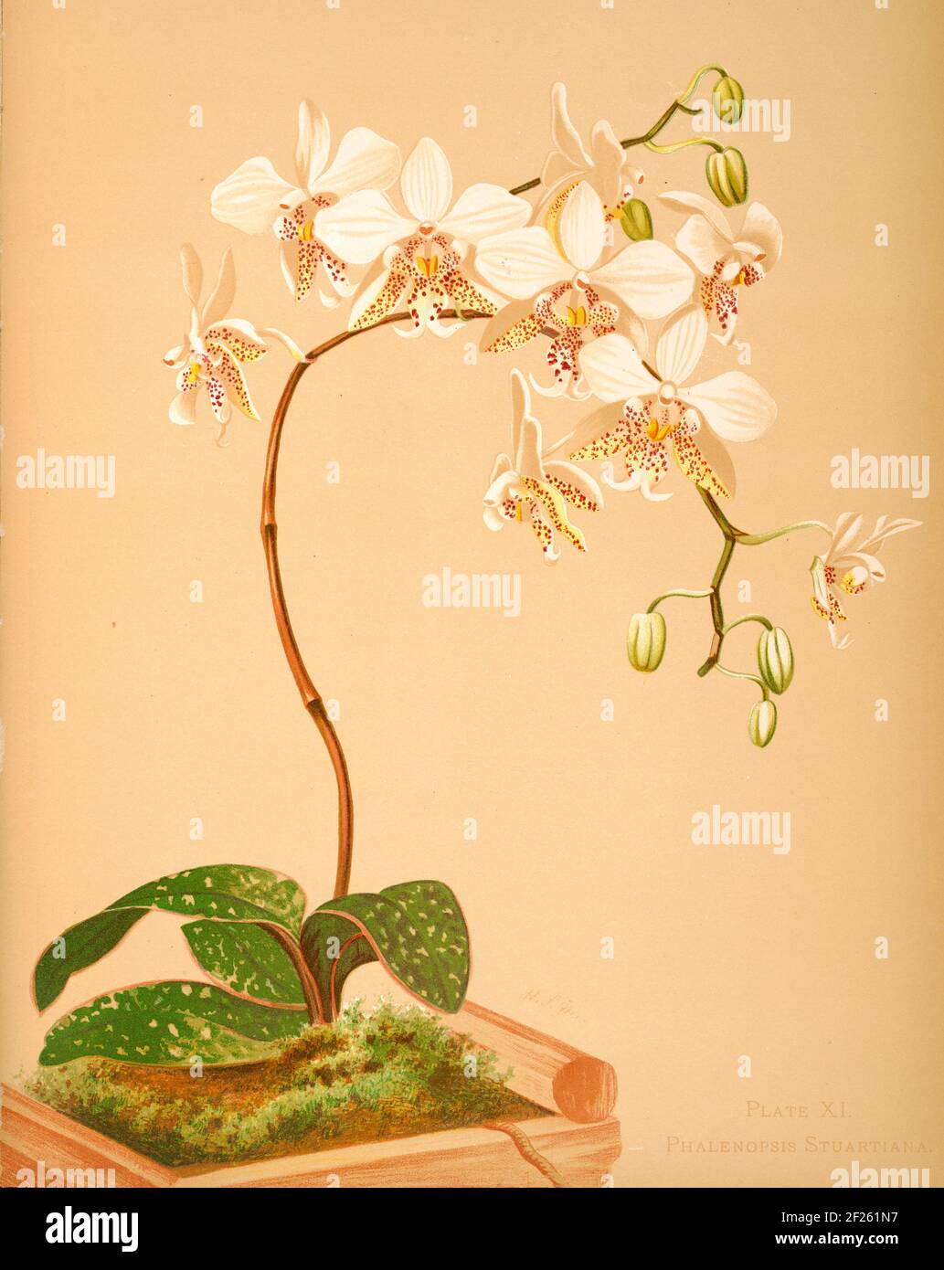 Harriet Stewart Miner's botanical vintage illustration from Orchids - The Royal Family of Plants from 1885 - Phalenopsis stuartiana Stock Photo