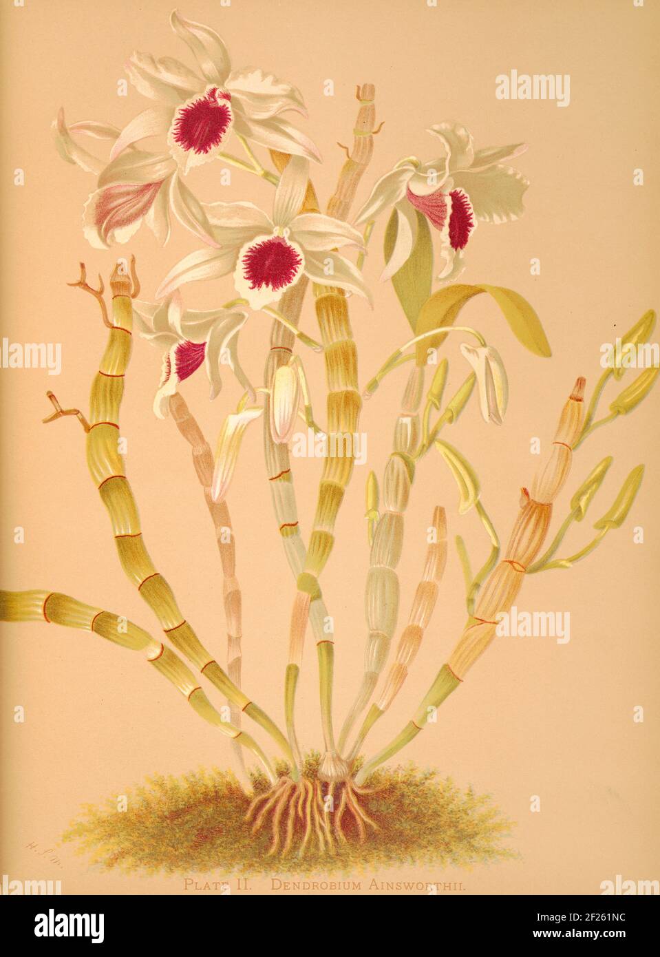 Harriet Stewart Miner's botanical vintage illustration from Orchids - The Royal Family of Plants from 1885 - Dendrobium ainsworthii Stock Photo