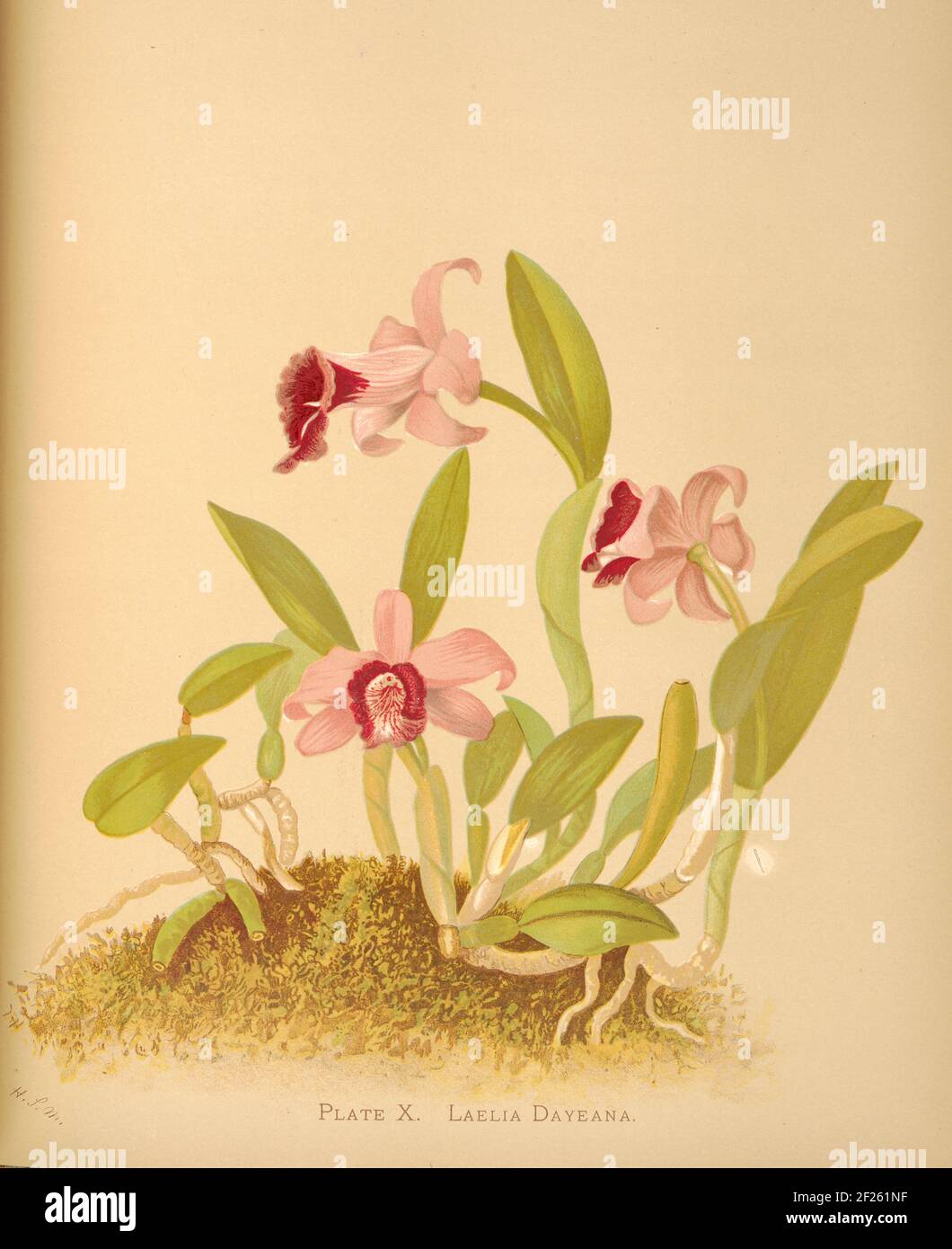 Harriet Stewart Miner's botanical vintage illustration from Orchids - The Royal Family of Plants from 1885 - Laelia dayeana Stock Photo