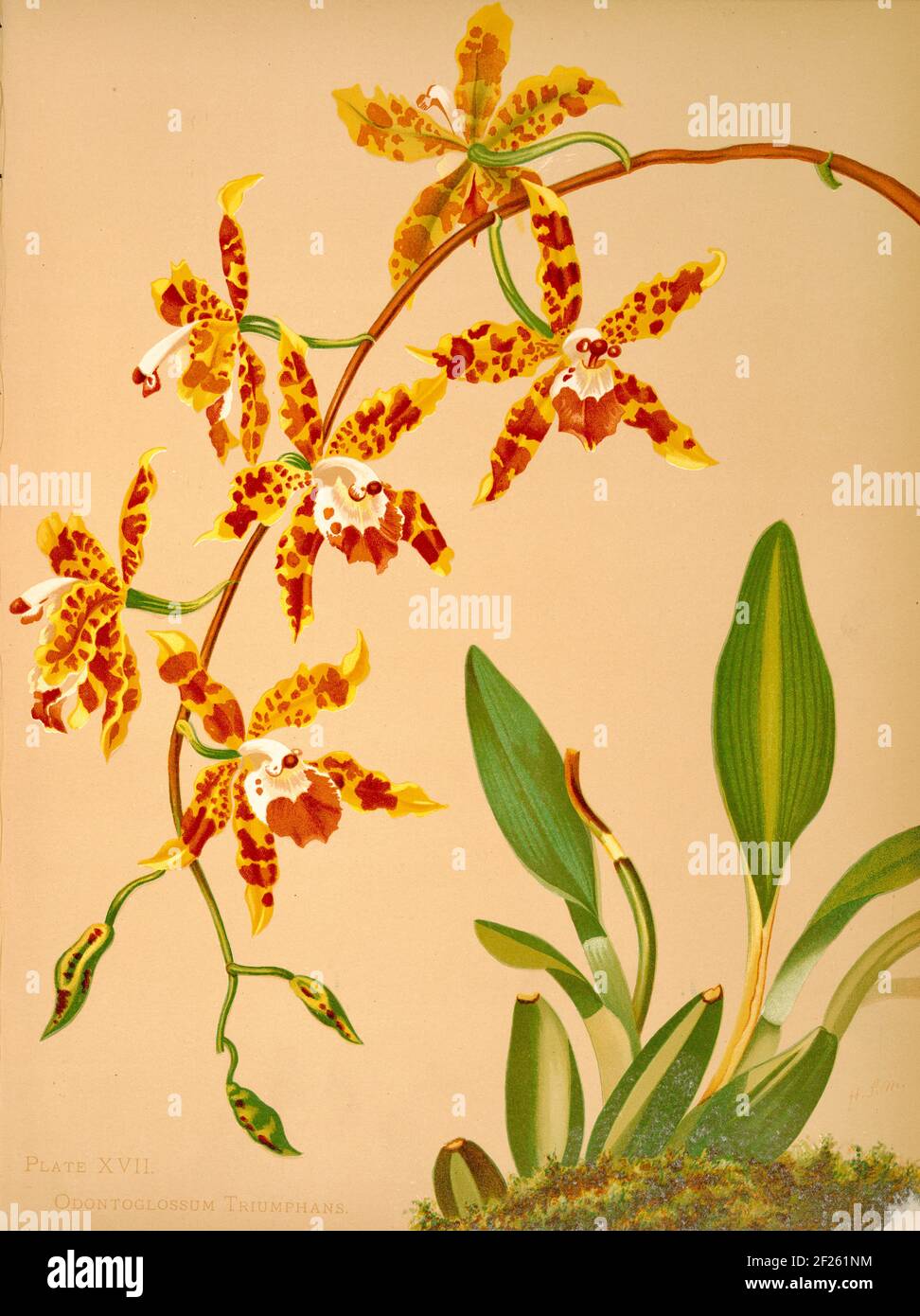 Harriet Stewart Miner's botanical vintage illustration from Orchids - The Royal Family of Plants from 1885 - Odontoglossum triumphans Stock Photo
