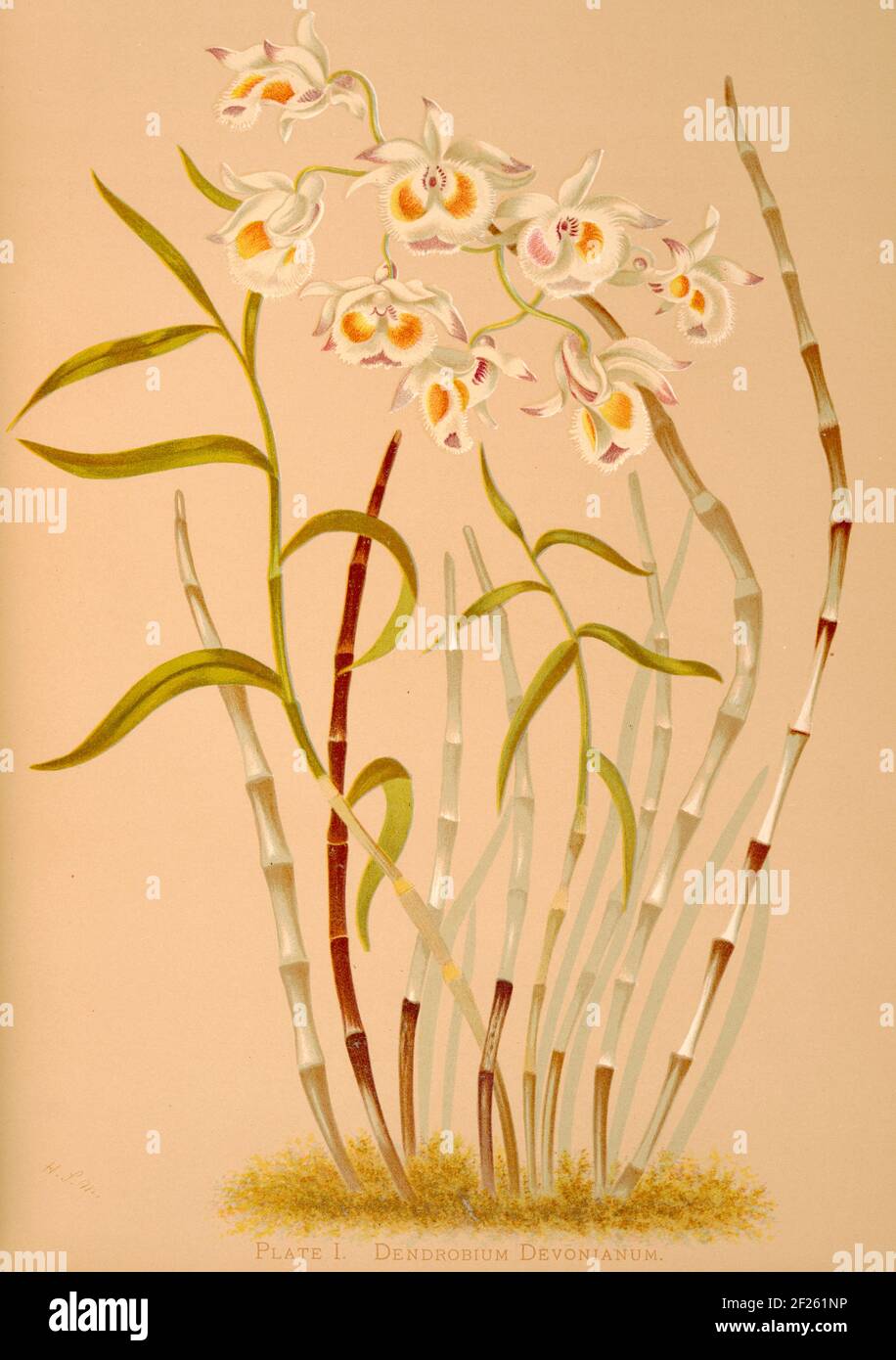 Harriet Stewart Miner's botanical illustration from Orchids - The Royal Family of Plants from 1885 - Dendrobium devonianum or Life Giving Tree. Stock Photo