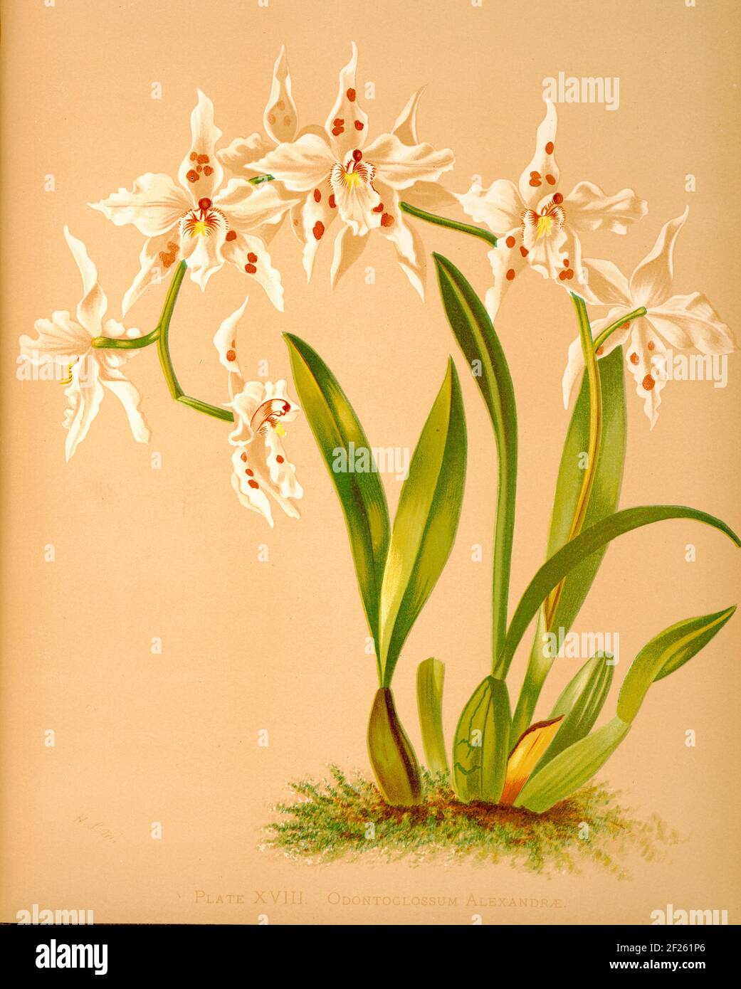 Harriet Stewart Miner's botanical vintage illustration from Orchids - The Royal Family of Plants from 1885 - Odontoglossum alexandra Stock Photo