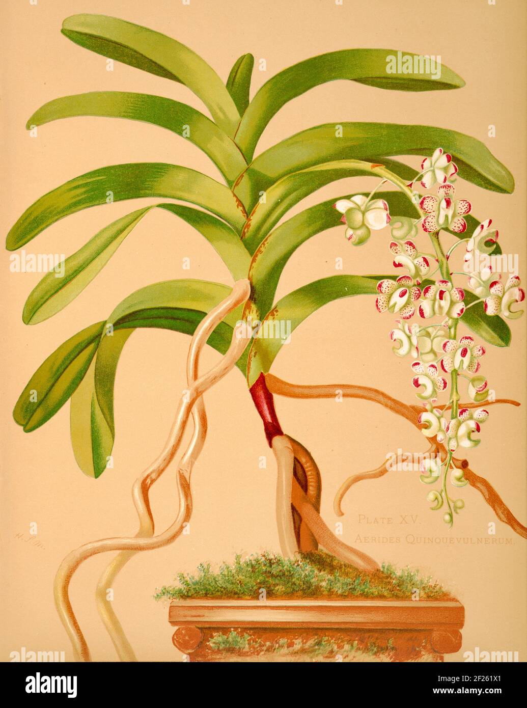 Harriet Stewart Miner's botanical vintage illustration from Orchids - The Royal Family of Plants from 1885 - Aerides quinquevulnerum or Air Plant. Stock Photo