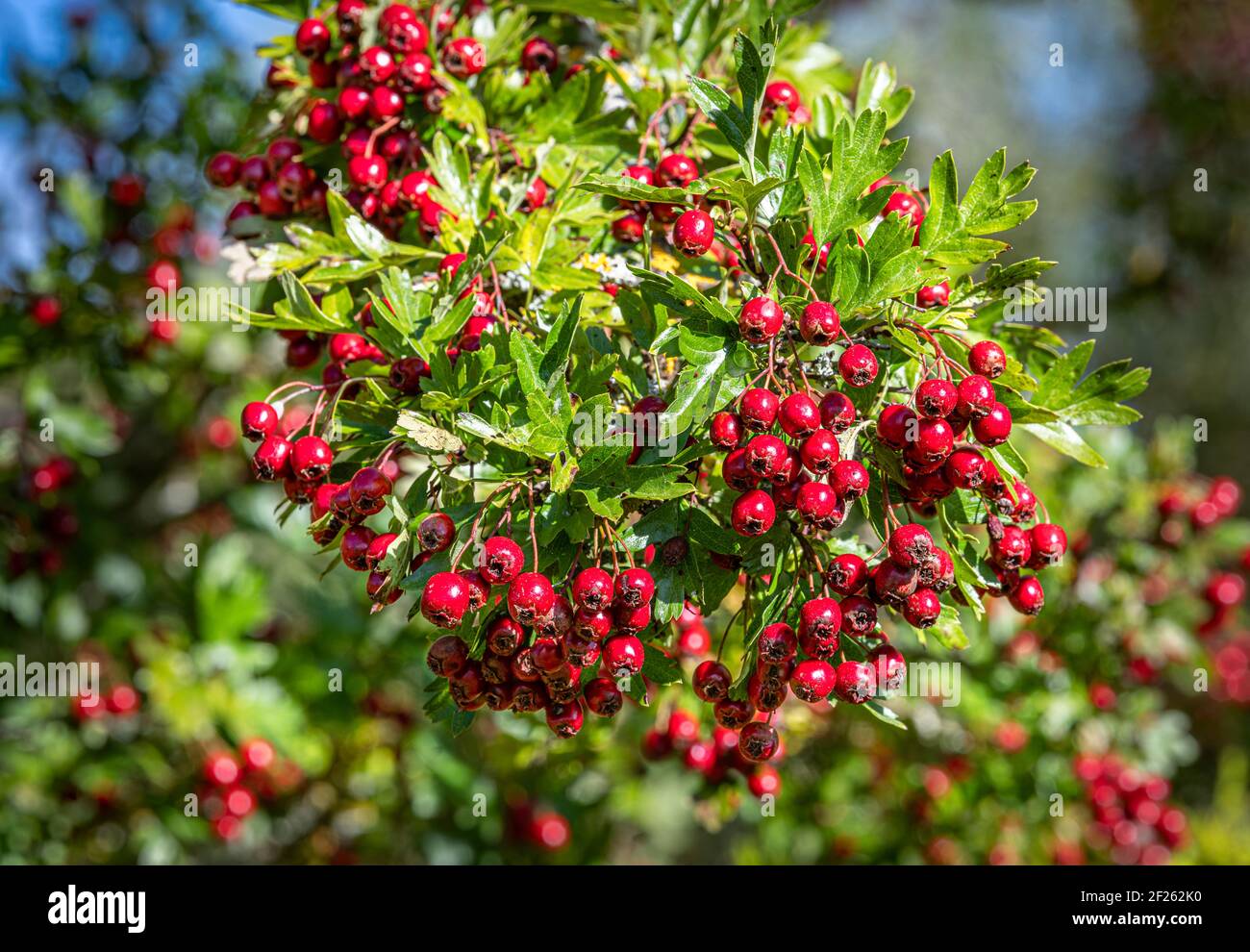 Red ripe berries hawthorn hi-res stock photography and images - Alamy