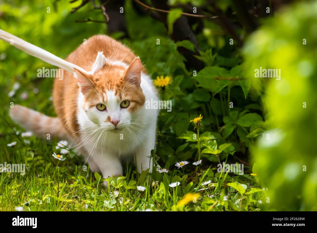 Selective focus photo. Ginger white cat on grass Stock Photo - Alamy
