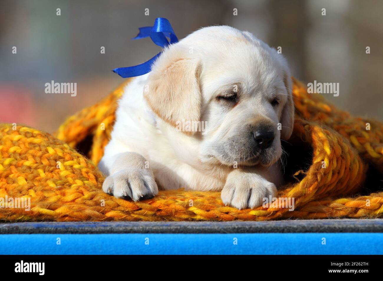 a yellow labrador puppy on the blue background Stock Photo - Alamy
