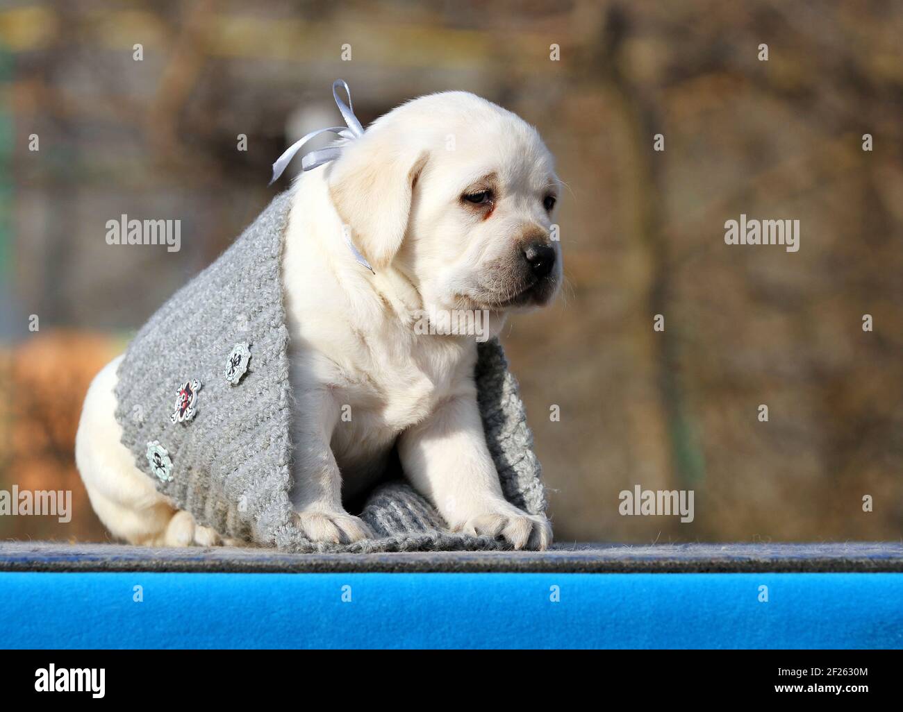 nice yellow labrador puppy on the blue background Stock Photo - Alamy