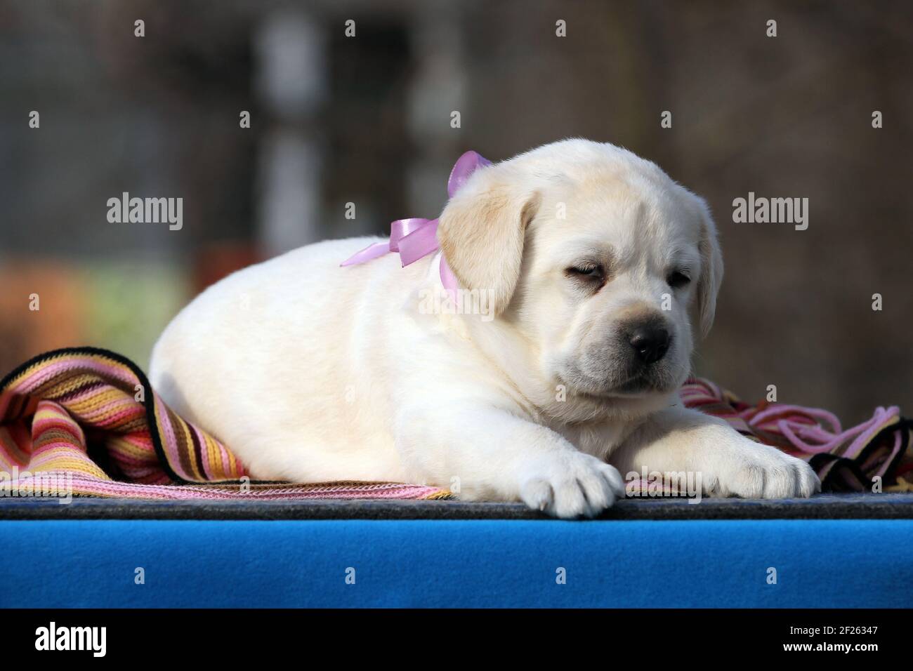 the nice yellow labrador puppy on the blue background Stock Photo - Alamy