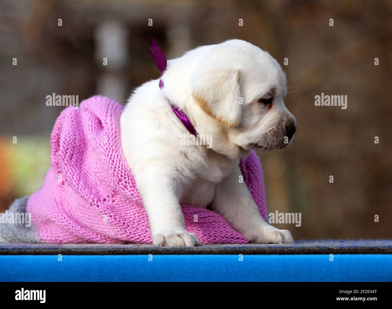 the sweet nice yellow labrador puppy on the blue background Stock Photo ...