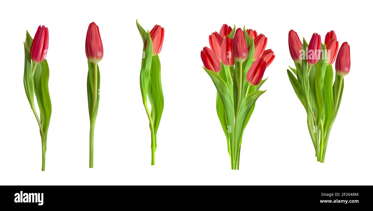 Realistic Red Tulips Collection Set Flower Isolated on White Background ...