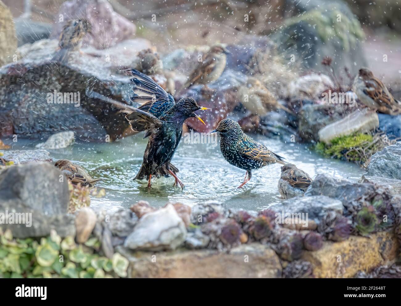 European starlings, Sturnus vulgaris, bathing and splashing about in the water of a mini garden pond with thawing ice, feathers well-groomed in winter Stock Photo