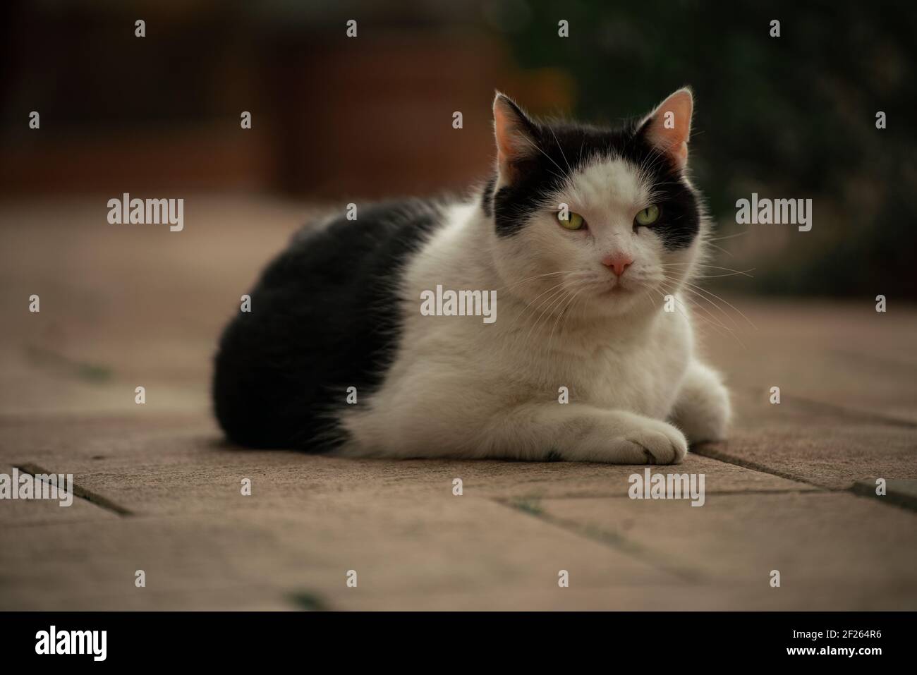 A closeup shot of a beautiful black and white cat Stock Photo - Alamy