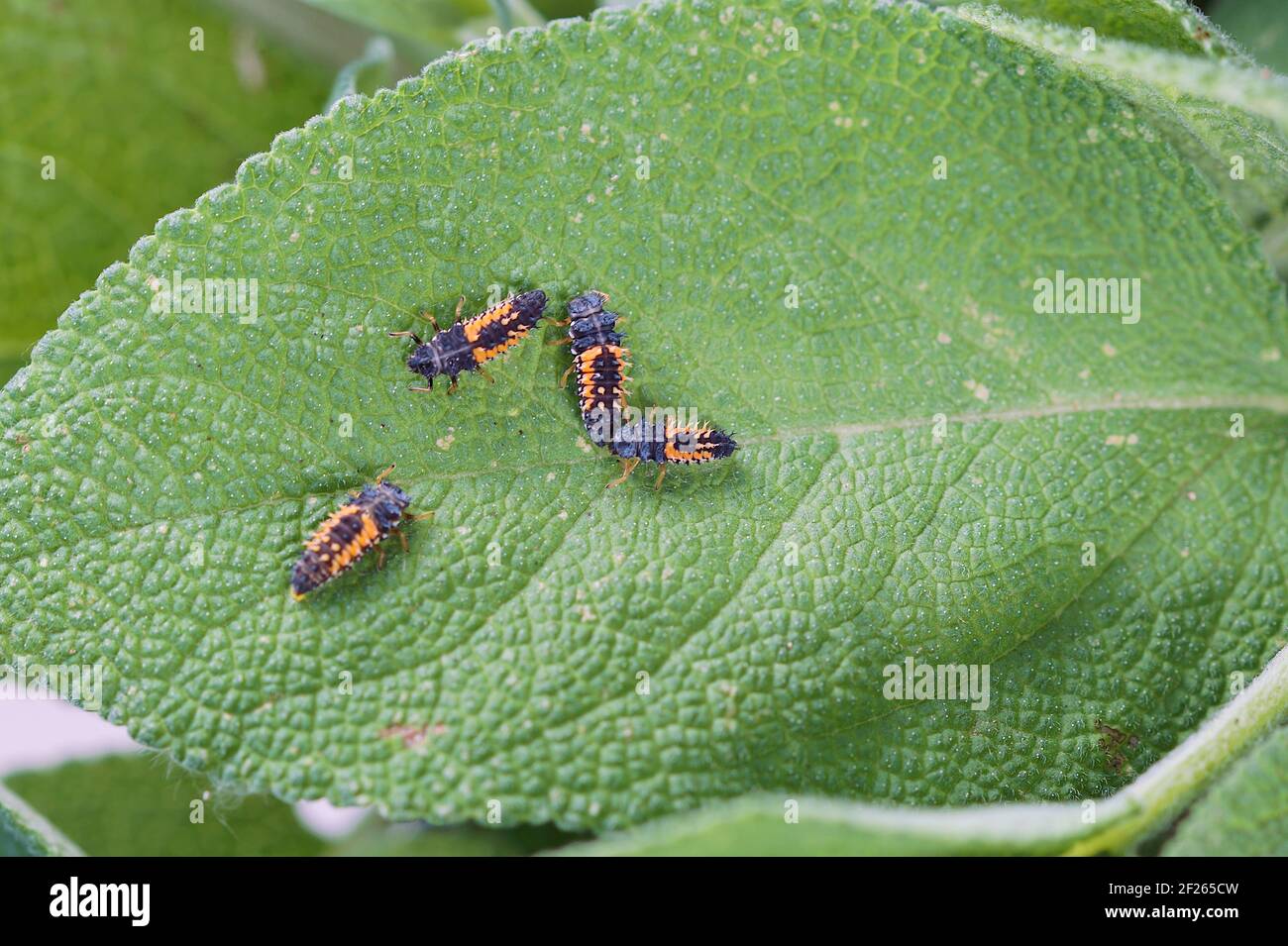 Ladybird Larvae Aphids High Resolution Stock Photography And Images Alamy