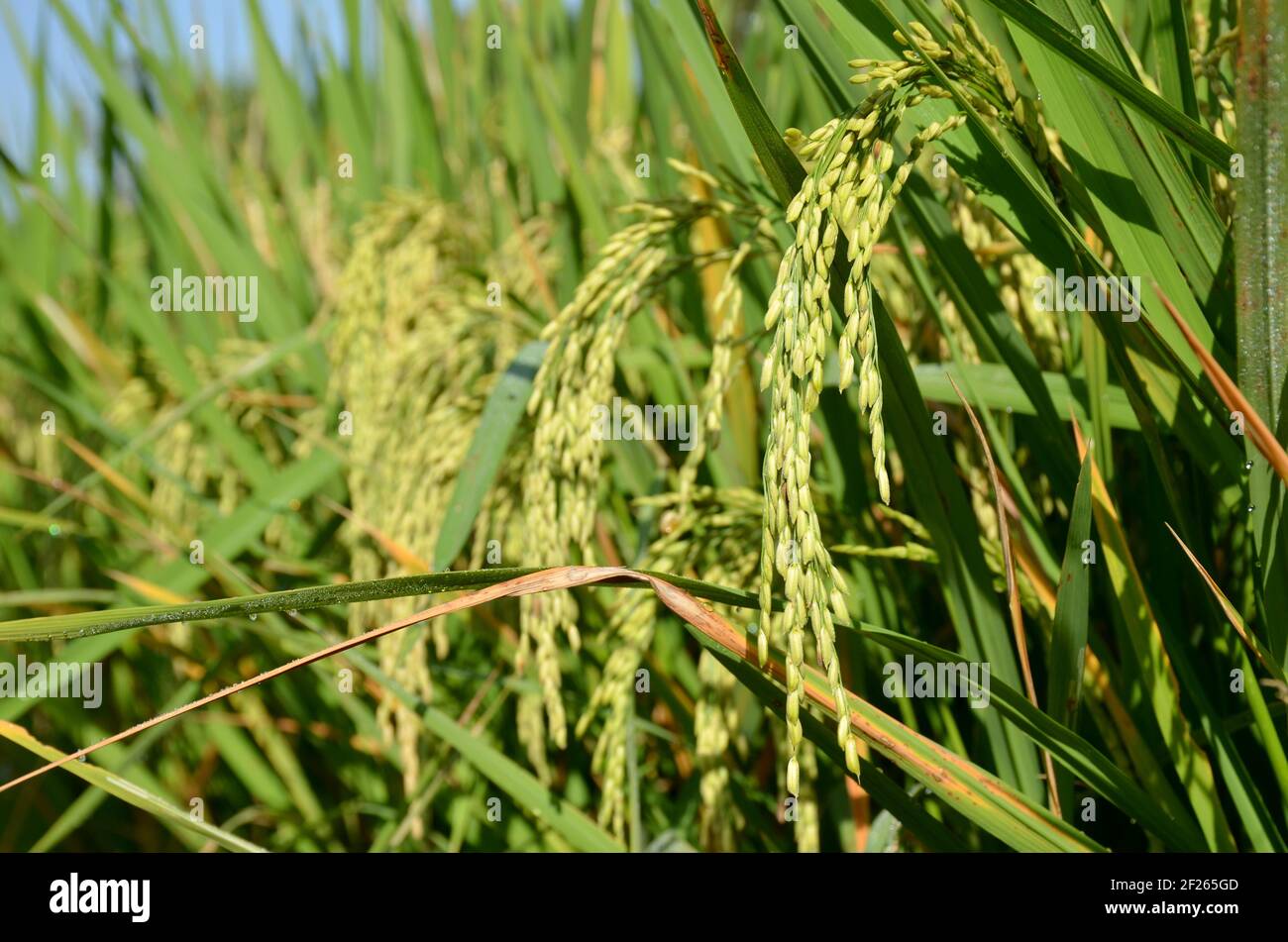 Closeup shot rice plants hi-res stock photography and images - Alamy