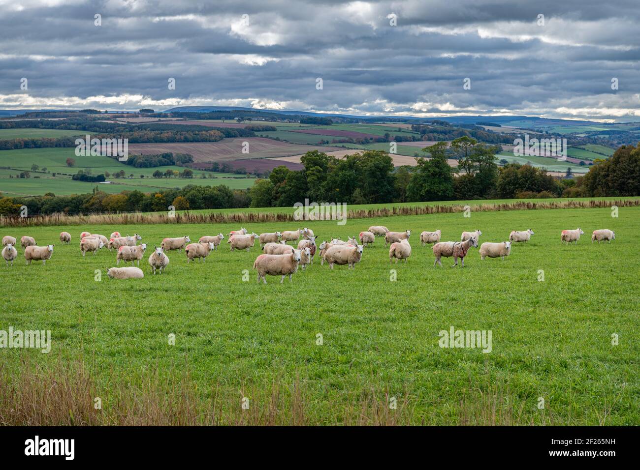 Sheep Grazing in the Scottish Borders Stock Photo