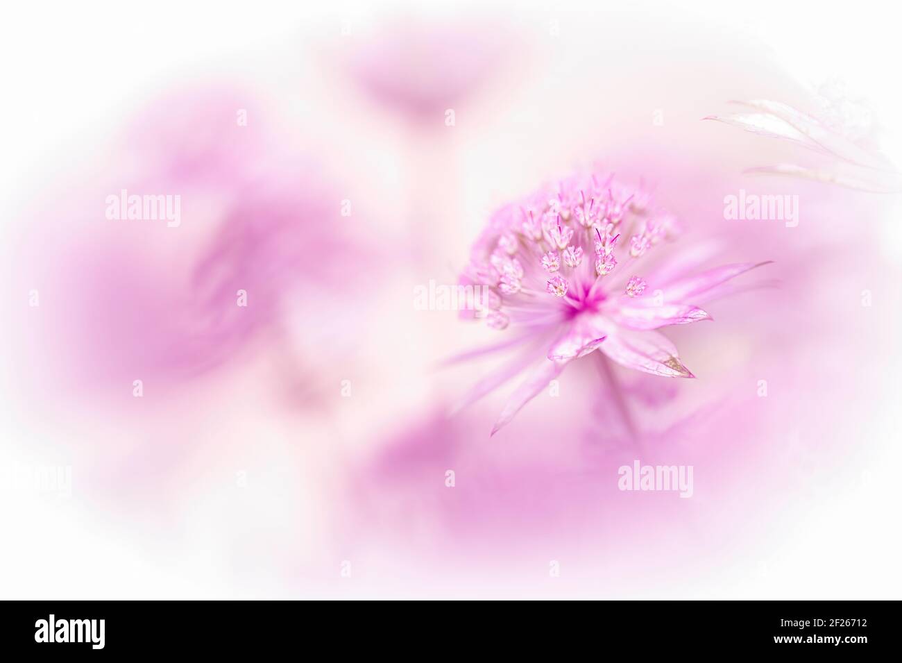 A high key image of a single masterwork or Astrantia Roma flower amongst blurred pink Astrantia flowers against a white background with empty space. Stock Photo