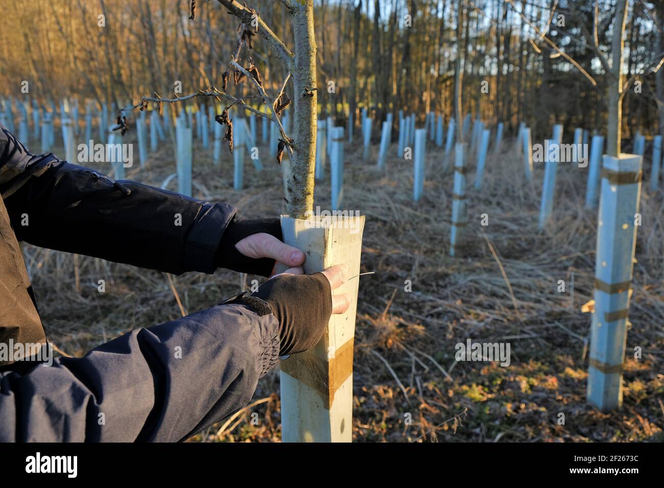 Ecological concept. Earth Day.Forest protection and cultivation. tree seedlings protected with plastic cylinders. hands hold a plastic tube around the Stock Photo