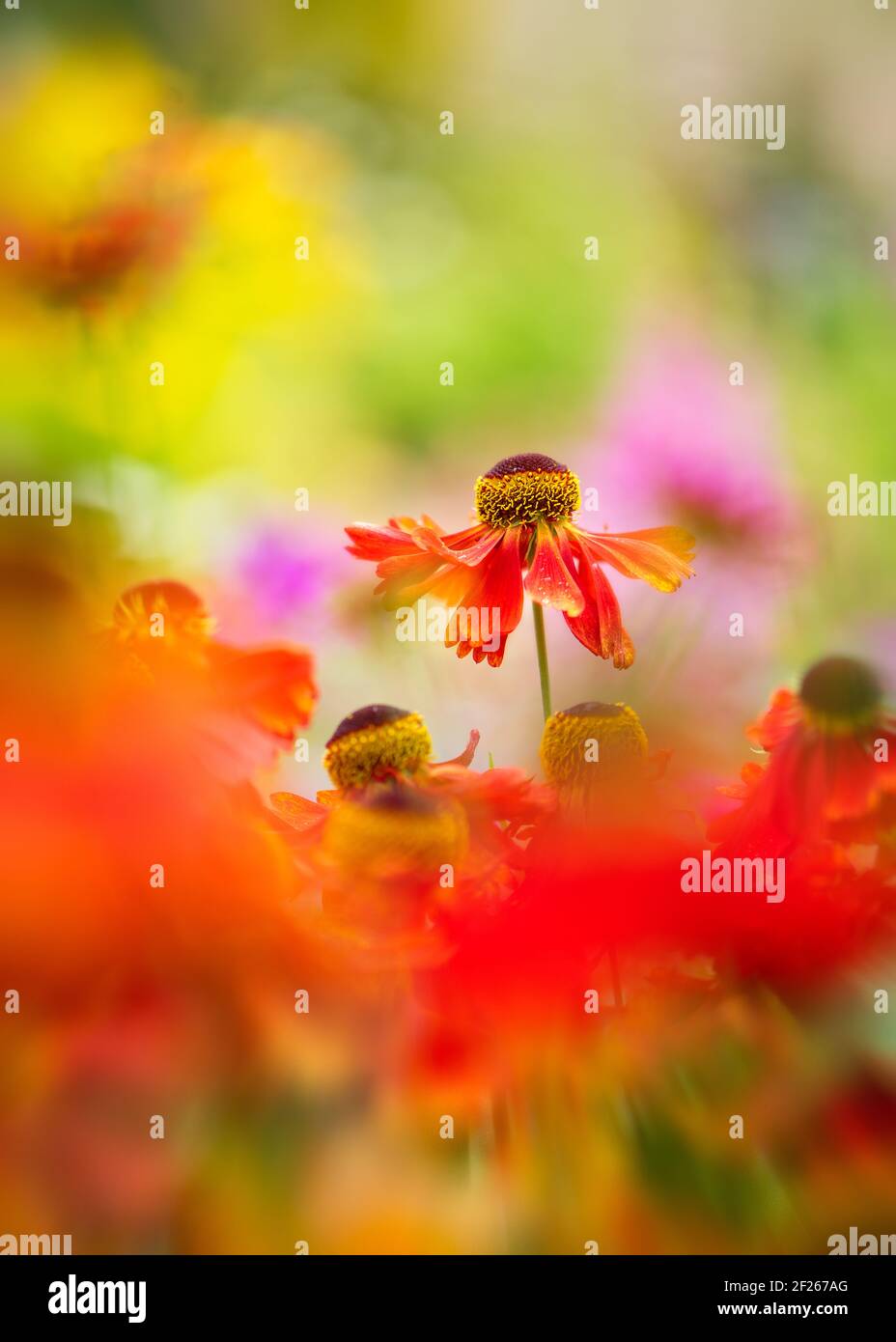 A pretty, artistic, colorful cottage garden portrait of helenium flowers against a beautiful blurred background and foreground. Stock Photo