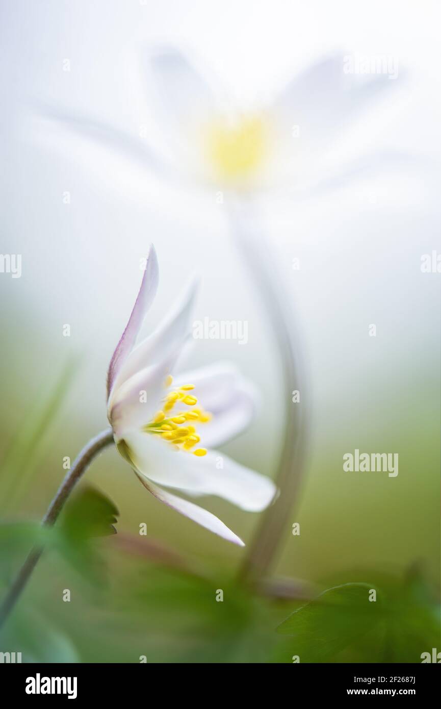 Beautiful close up of two wood anemones (anemone nemerosa) in woodland In Spring, a blurred taller one towering over a shorter one. Stock Photo