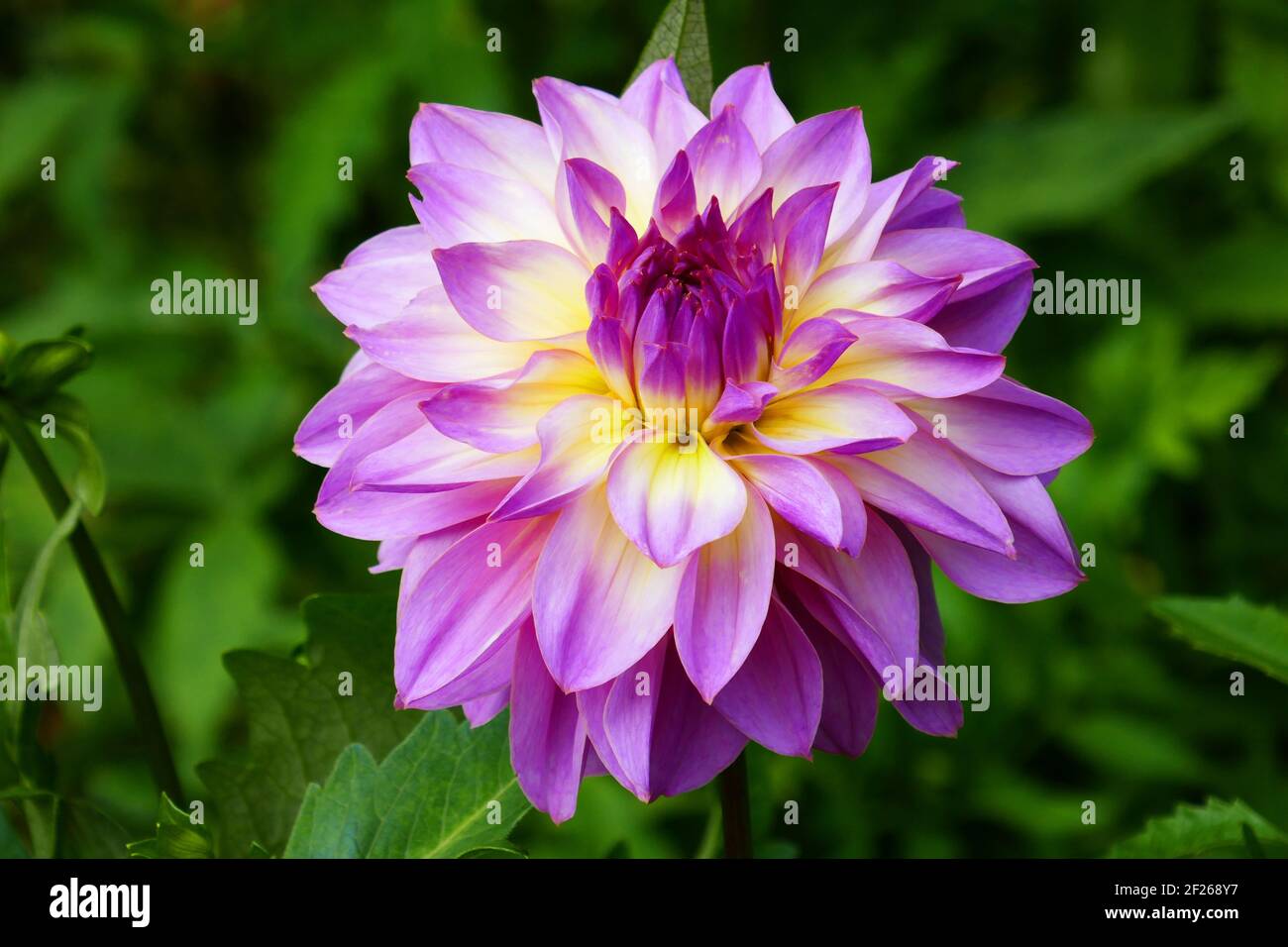 Water lily dahlia, Indian Spirit Stock Photo