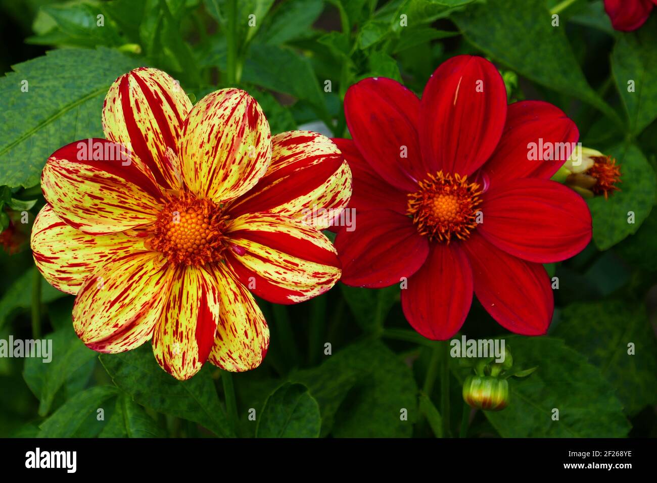 Simple dahlia hi-res stock photography and images - Alamy