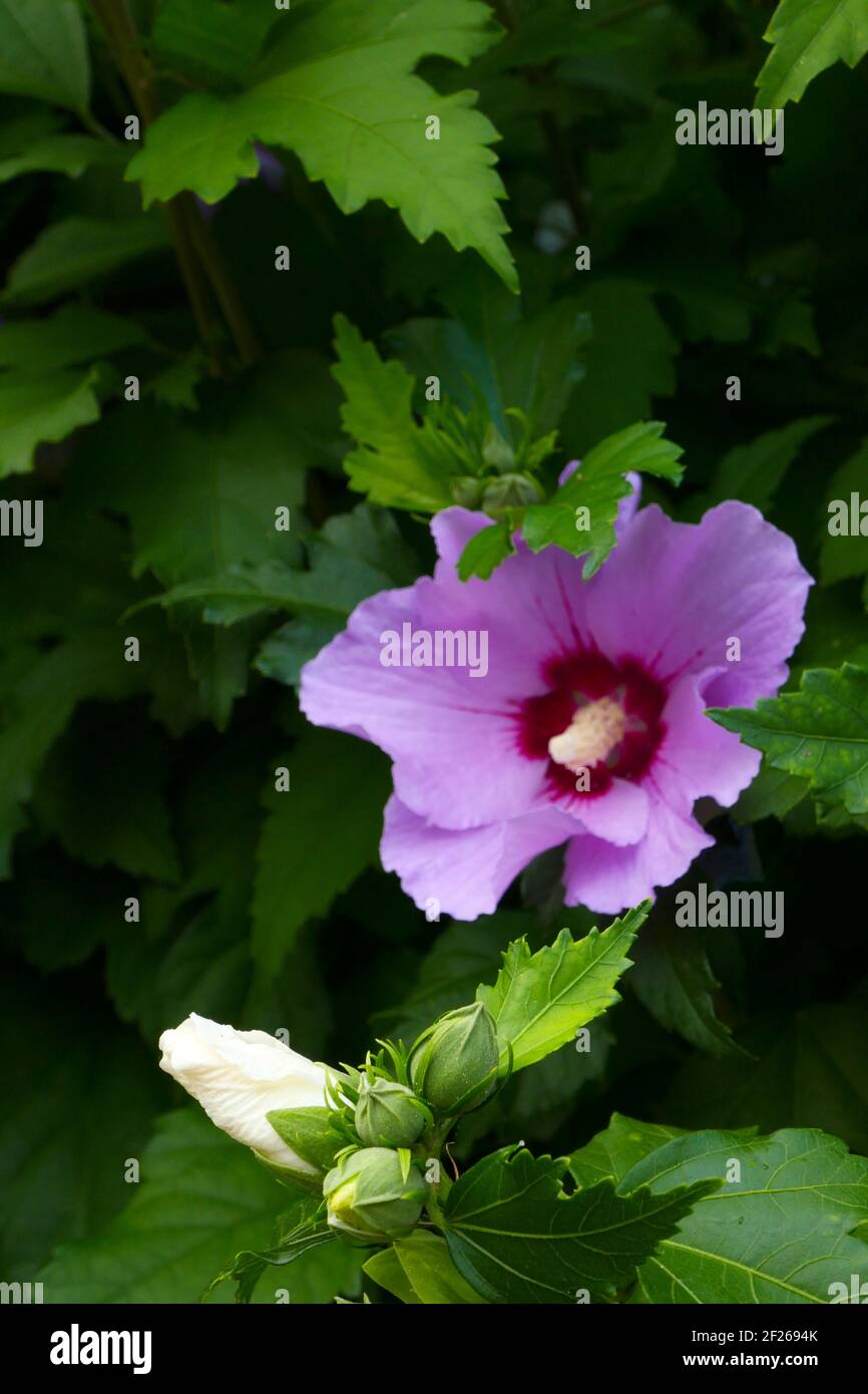 Hibiscus syriacus woodbridge hi-res stock photography and images - Alamy