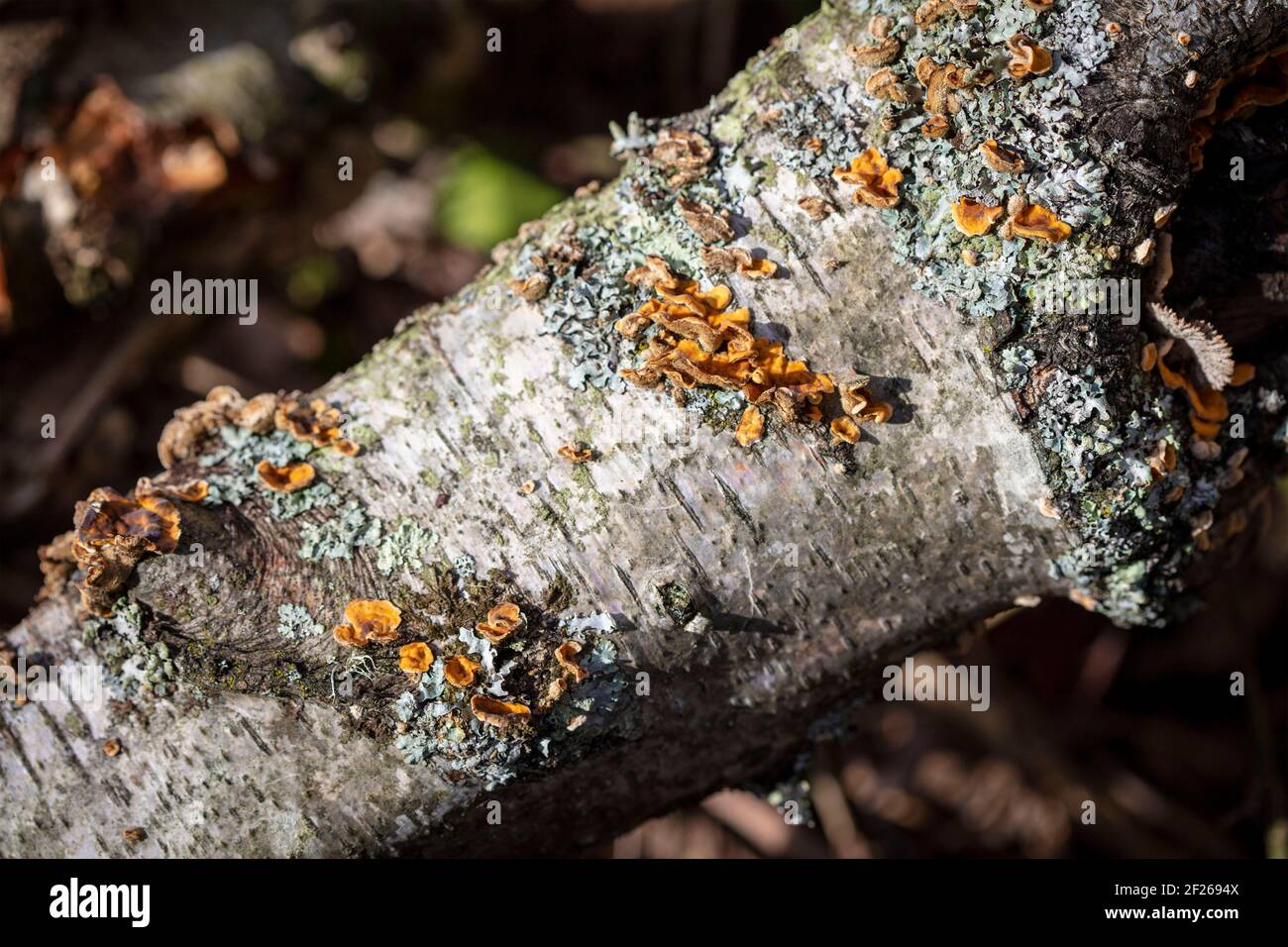 Fungi, symbolic of colourful patterns in nature, decay and death Stock ...