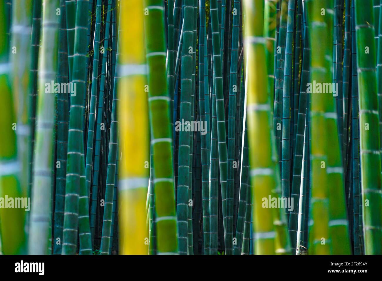 Kyoto Arashiyama bamboo forest Stock Photo