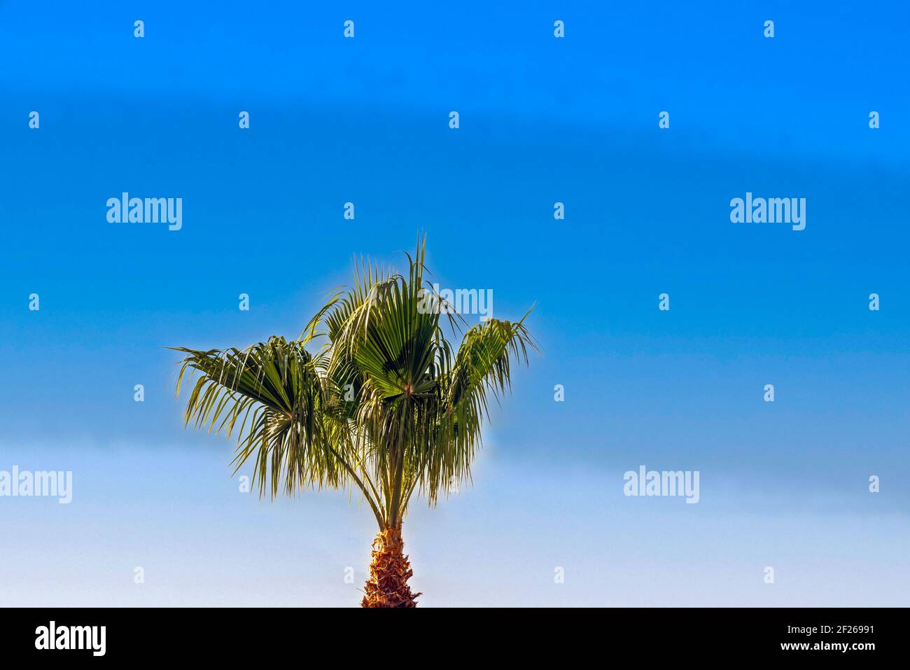 Top of green palm tree against blue skies Stock Photo - Alamy