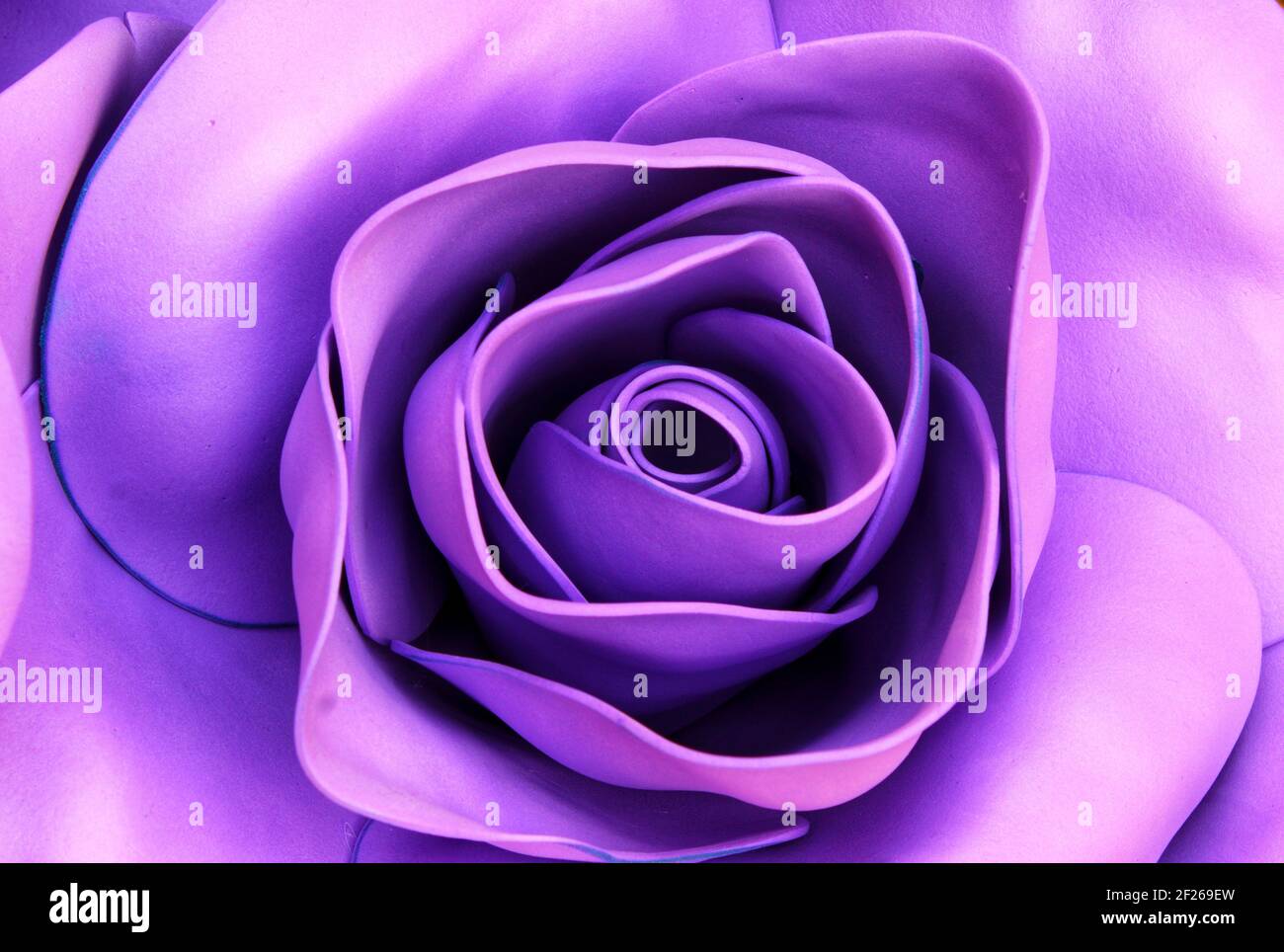 Lilac rose flower held by woman´s hands in the act of giving ...