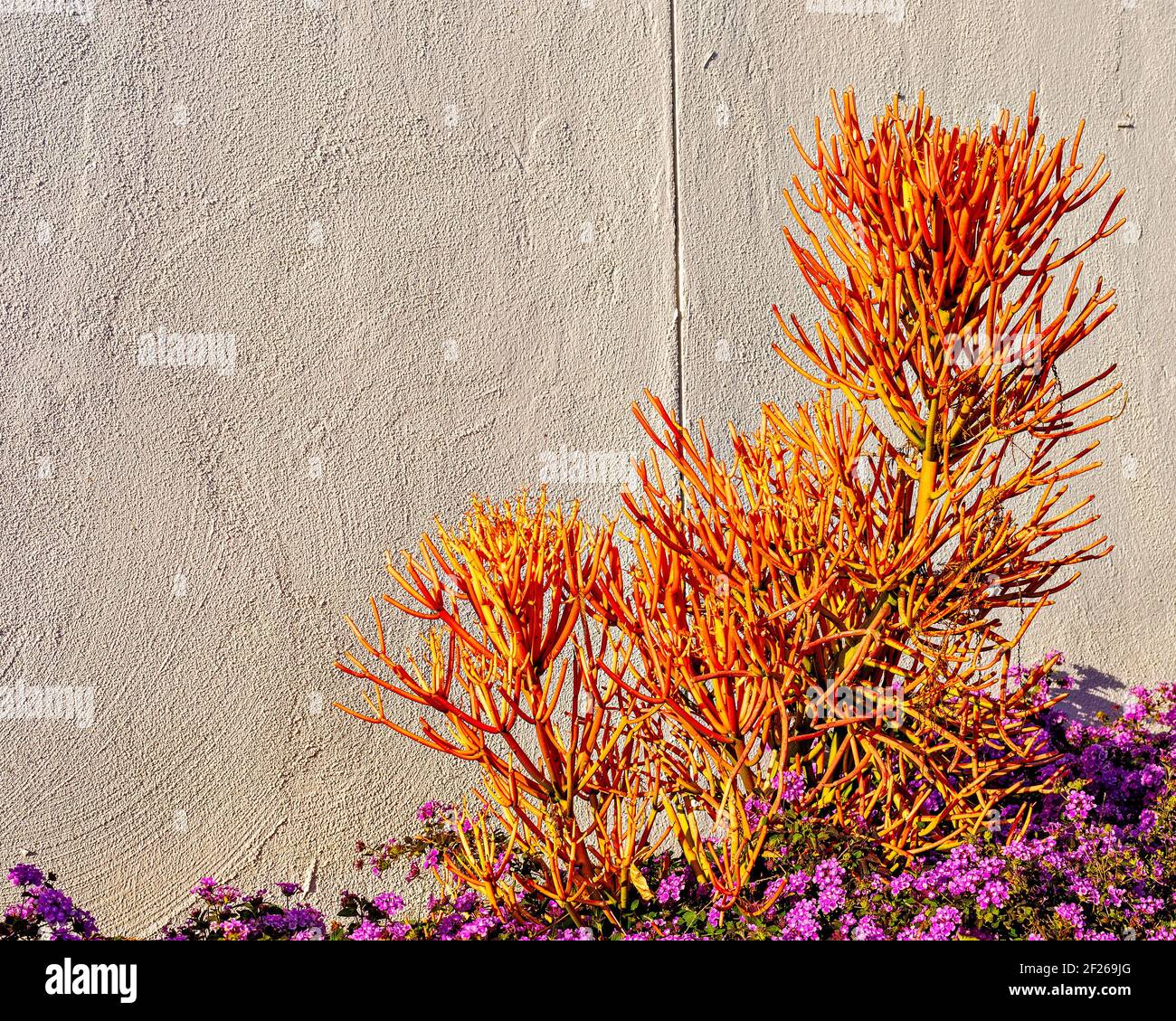 Fire stick cactus growing in garden of purple flowers against white stucco wall. Stock Photo