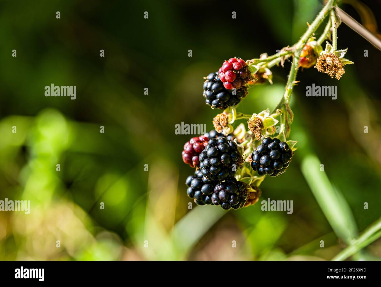 Ripe Blackberries with blurred background Stock Photo