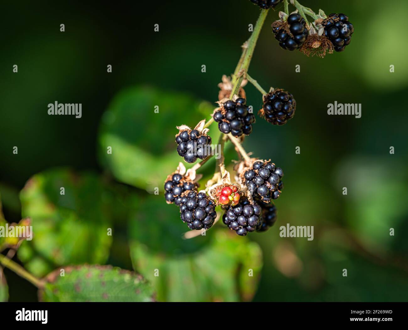 Ripe Blackberries with blurred background Stock Photo