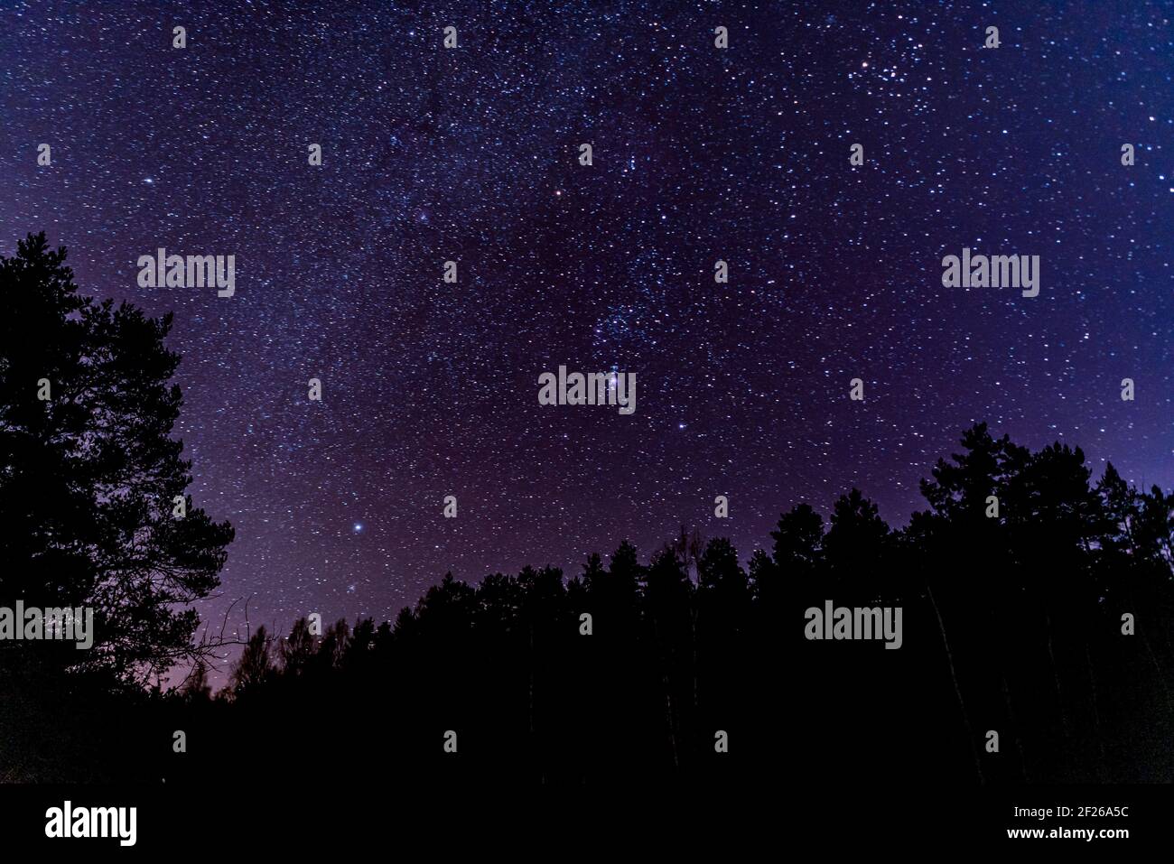 forest sky at night with stars and tree top silhouettes in the ...