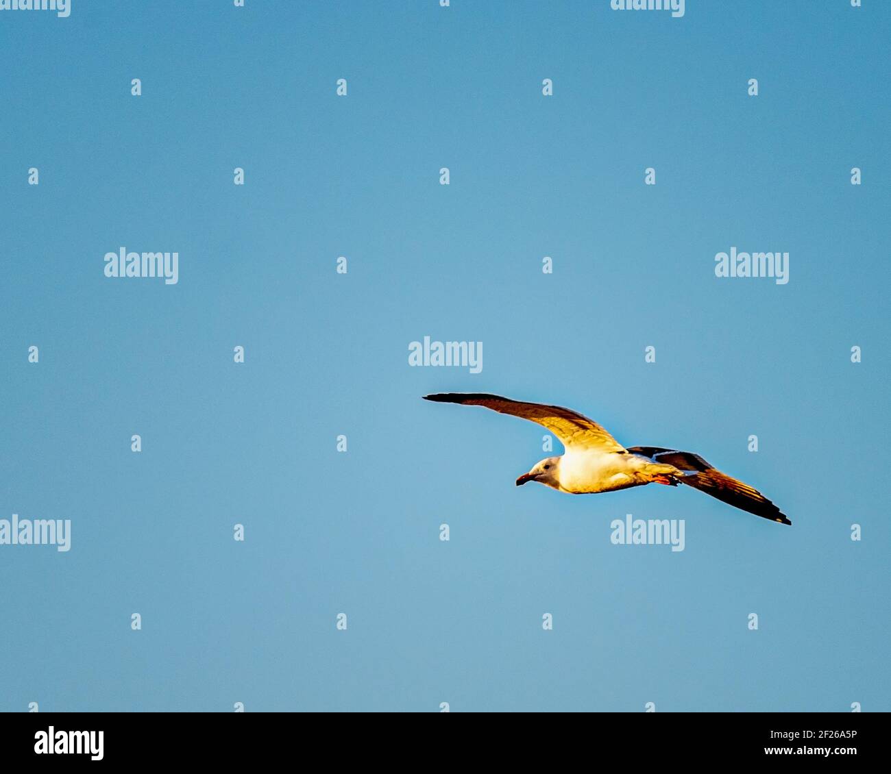 Seagull flying in the air. Stock Photo