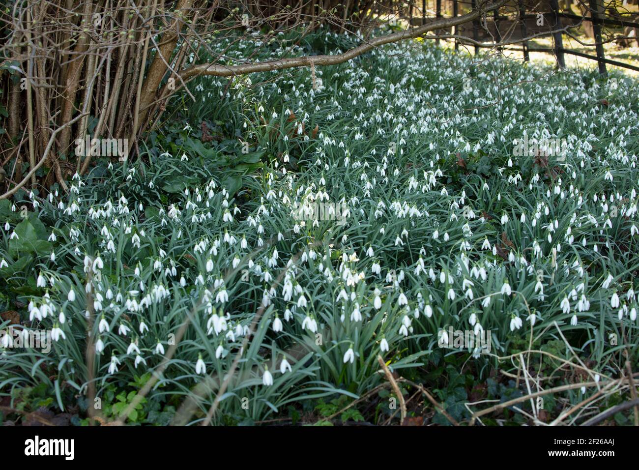 Galanthus (snowdrops) flowering in early spring inGreater London ...