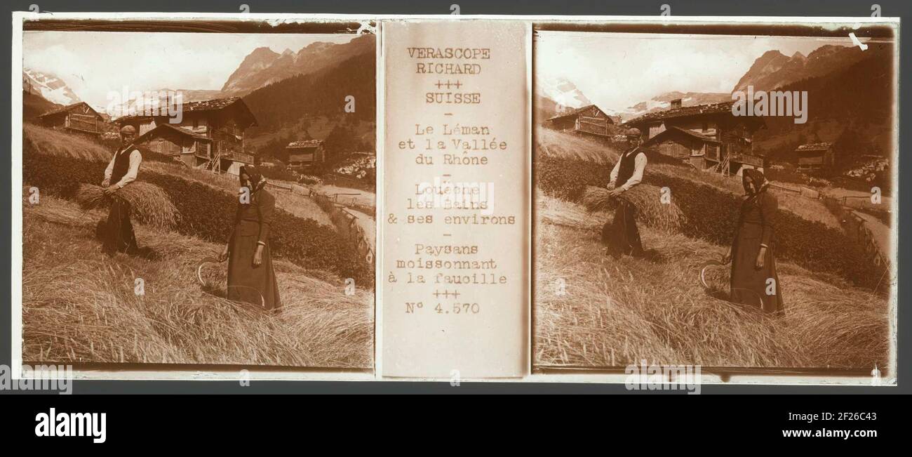 Switzerland - The Leman and the Vallee du Rhone - Louche les Bains and its surroundings - peasants funding to the sickle .. Stock Photo