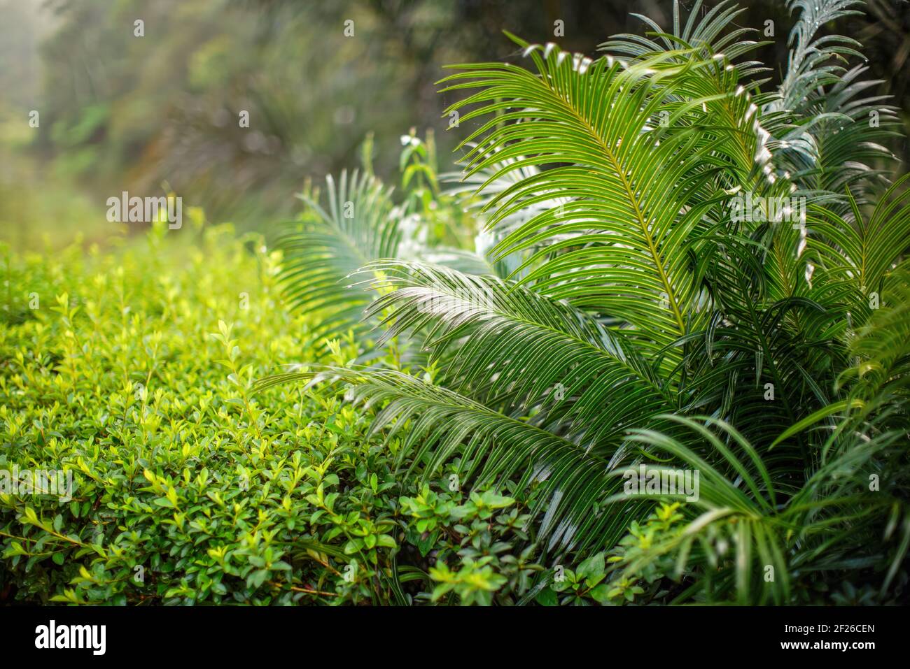African rainforest jungle, close detail fern plants, shallow depth of field photo, only few leaves in focus Stock Photo