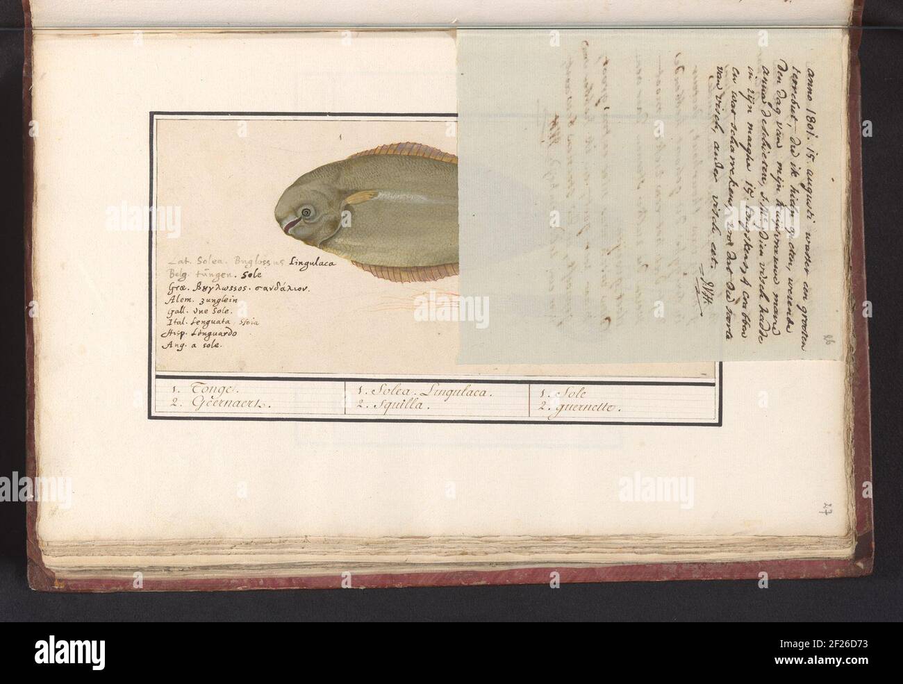 Letter from J.A. Van Huerne about a Tarbot (1801). Note from J.A. Van Huerne about a Tarbot, August 15, 1801. Sheet bound in the sixth album with drawings of fish, shells and insects. Sixth of twelve albums with drawings of animals, birds and plants known around 1600, commissioned by Emperor Rudolf II. With explanation in Dutch, Latin and French. Stock Photo