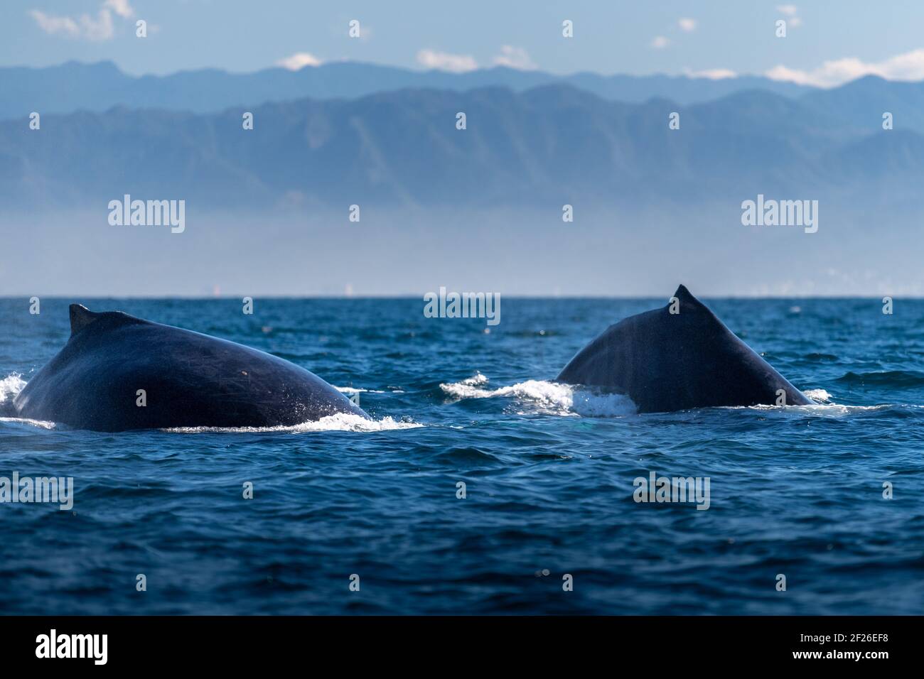 Above water whale wildlife hi-res stock photography and images - Alamy