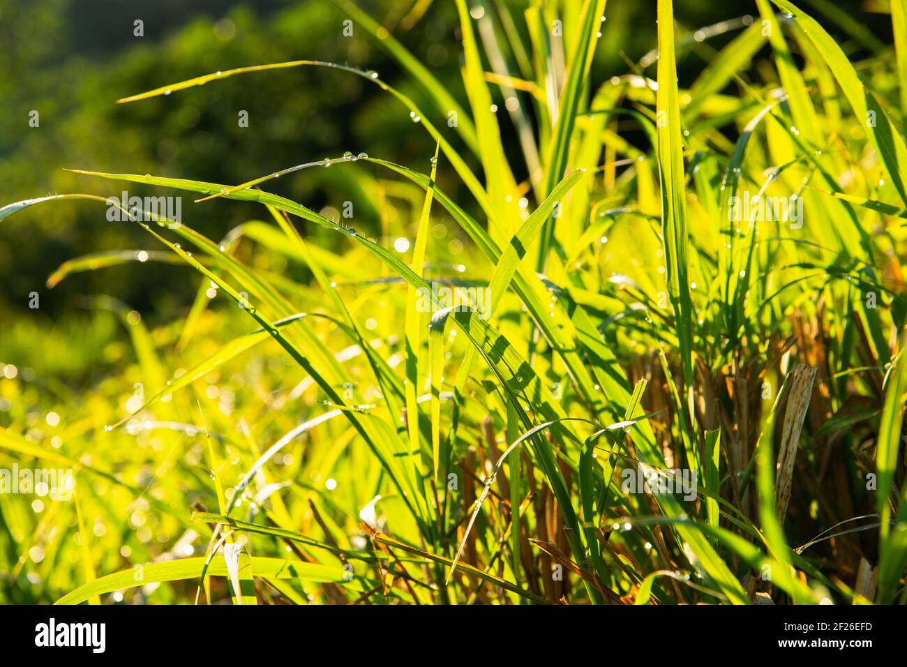 Dew on the grass in spring or summer in Puerto Vallarta, Bahia de Banderas, Mexico Stock Photo