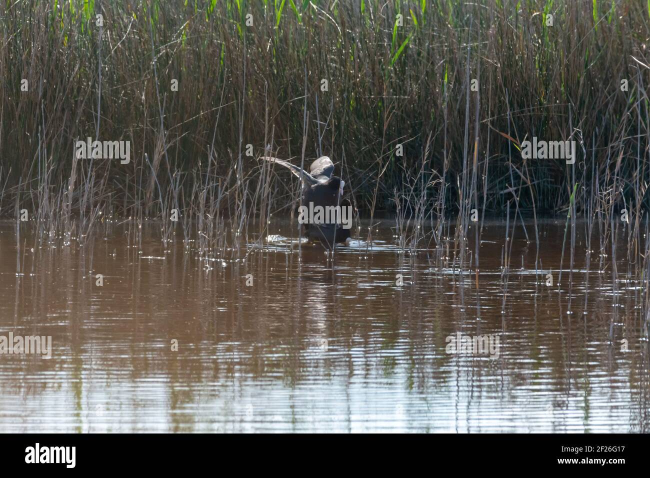 Kicking bird hires stock photography and images Alamy