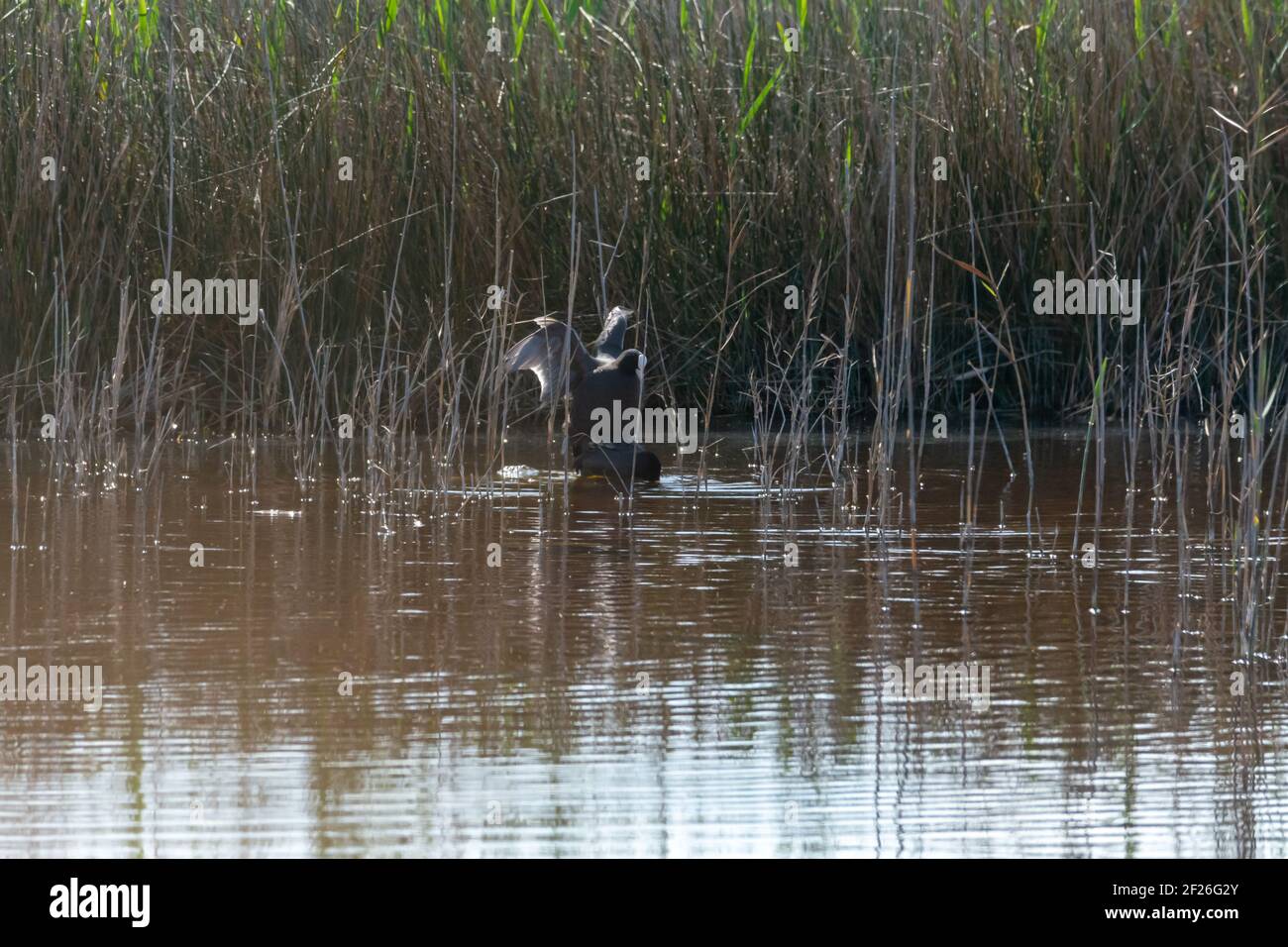 Kicking bird hires stock photography and images Alamy