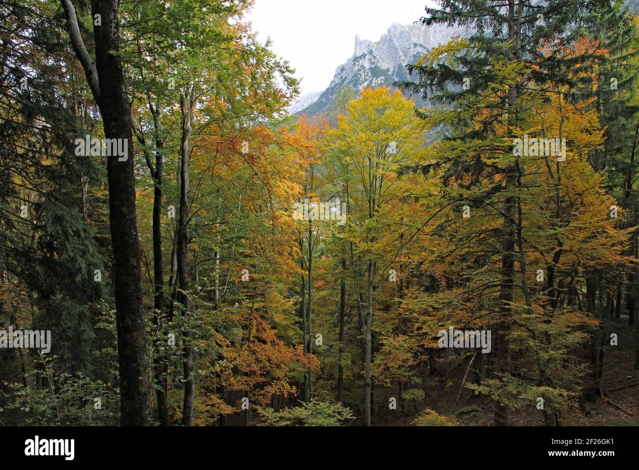 View of the Bavarian forest in Autumn near Mittenwald showing all the colors of the season and mountains in the background Stock Photo