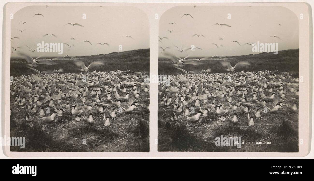 Group of sea swallows breeding on their nests; 69. Sterna Cantiaca; Our birds in 't Wild. / Seabirds / Sternutes and Meeuwen..The Photo is part of a series of 12 stereoph photos, stored in the Original brochure. The Photos Show Sea Birds in Nature Reserve De Bol on Texel. Stock Photo